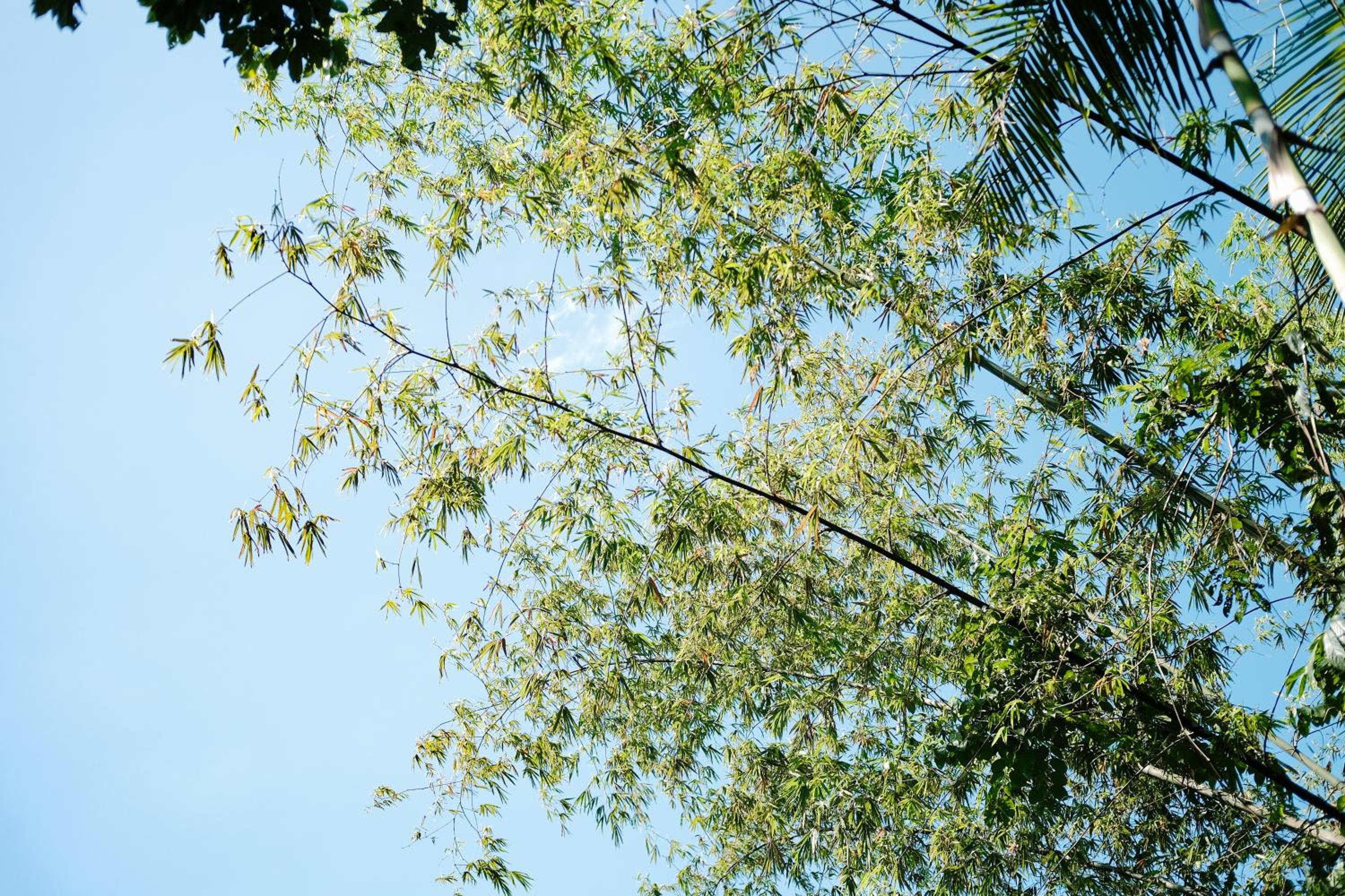 Treehouse de Valentine