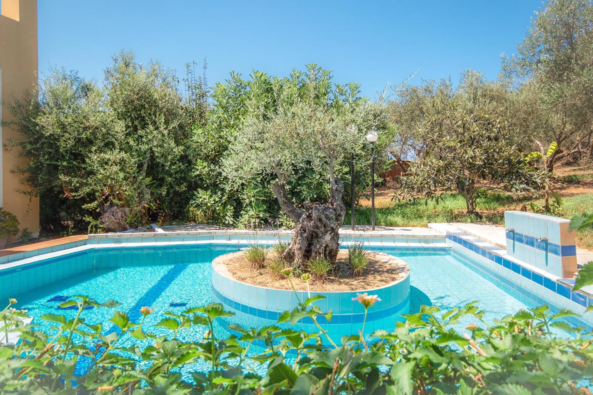 Olive Farm
