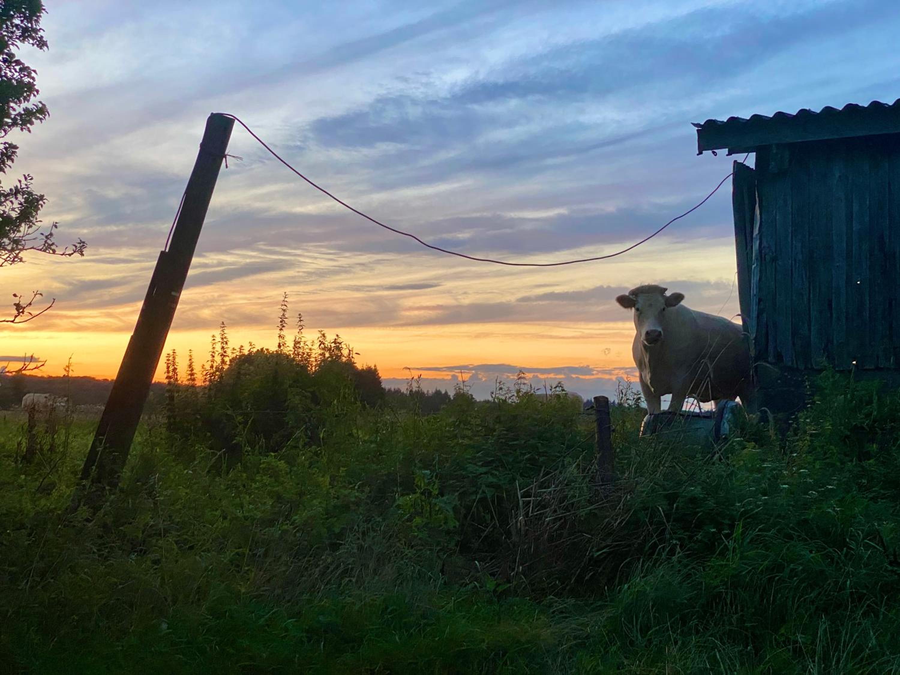 Quiétude à la ferme