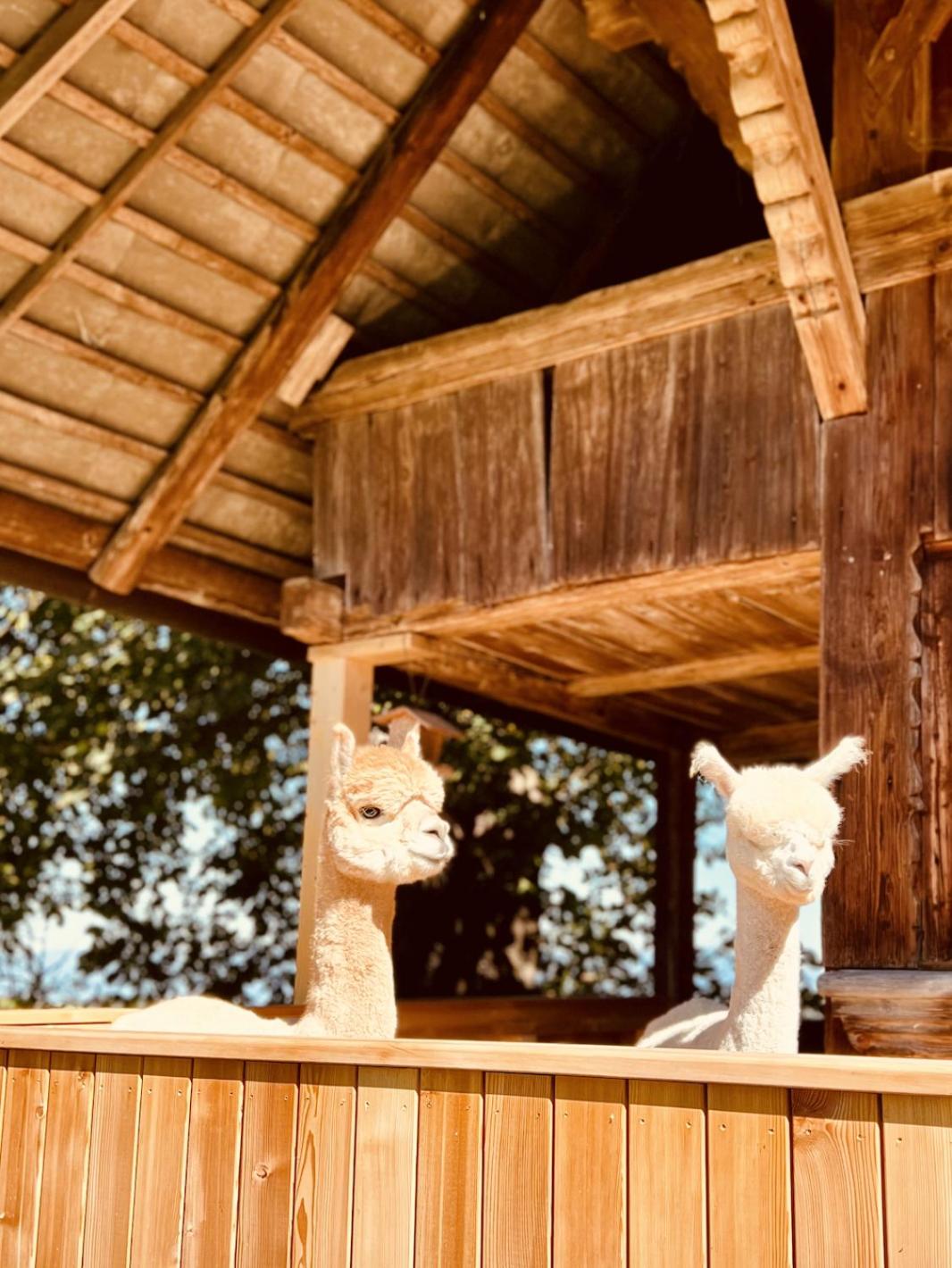 Alpaka-Ferienhaus Oenzlen