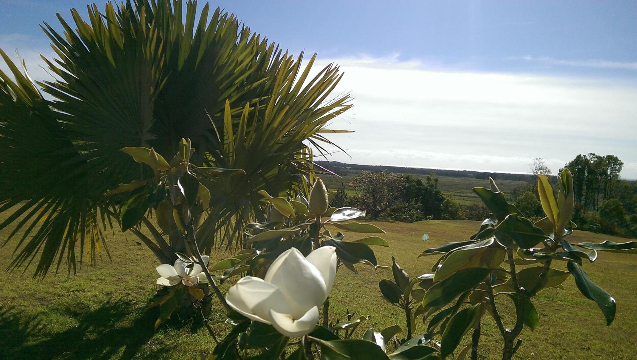 Tropical Coast Retreat - Pet Friendly - Adult only