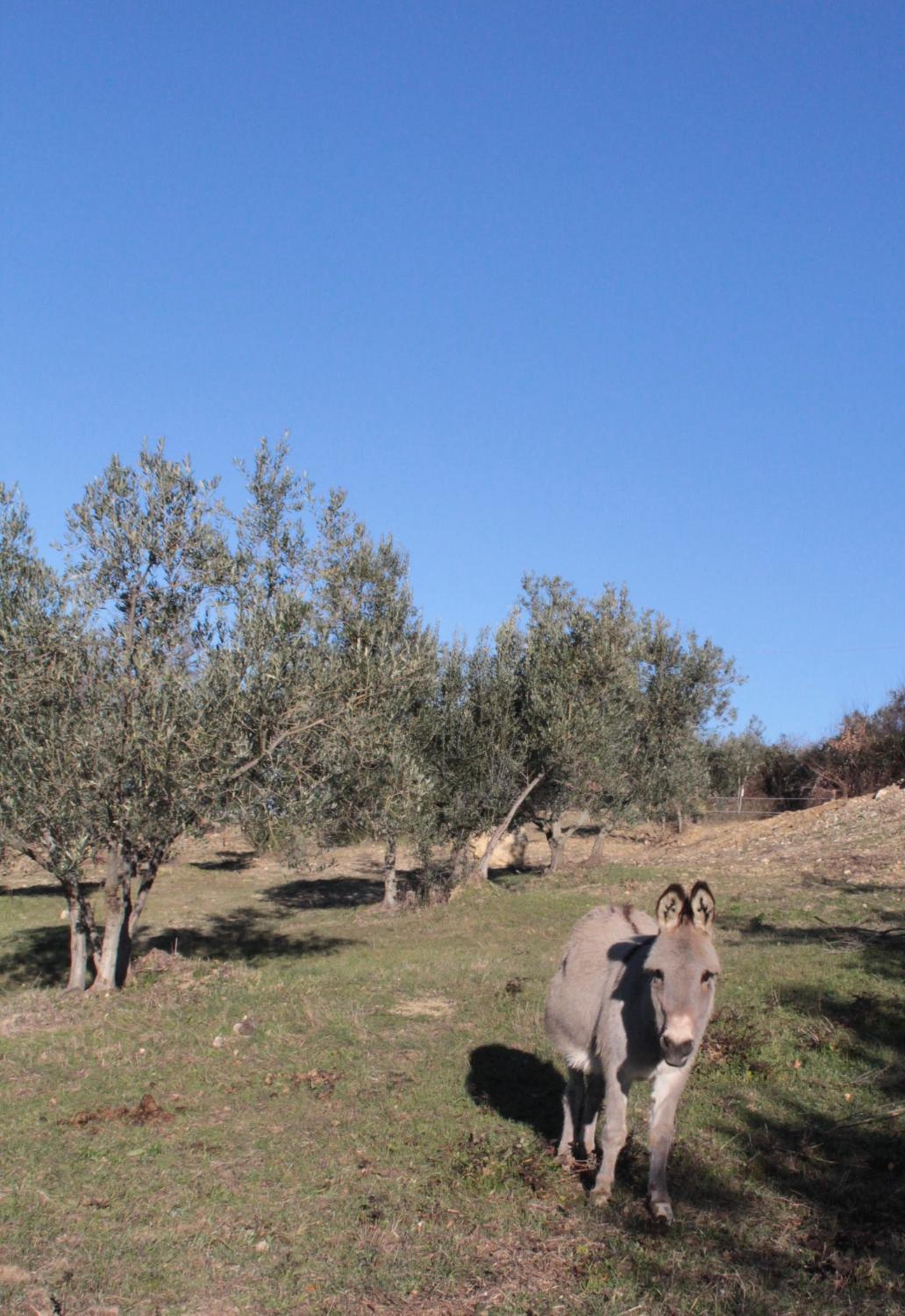 Case Bosco