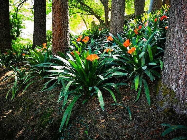Hogsback Hidden Away