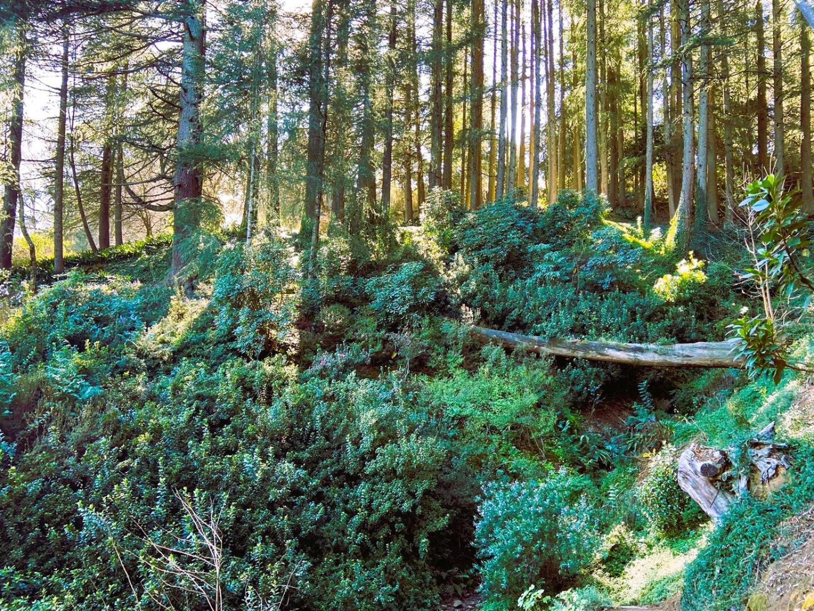 Hogsback Hidden Away