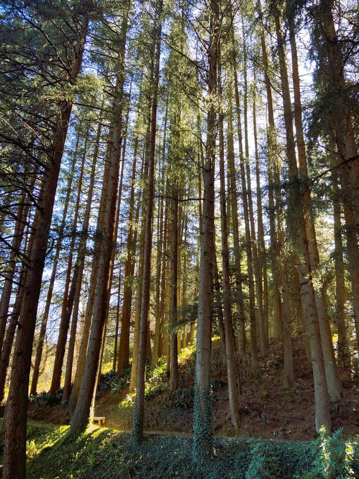 Hogsback Hidden Away