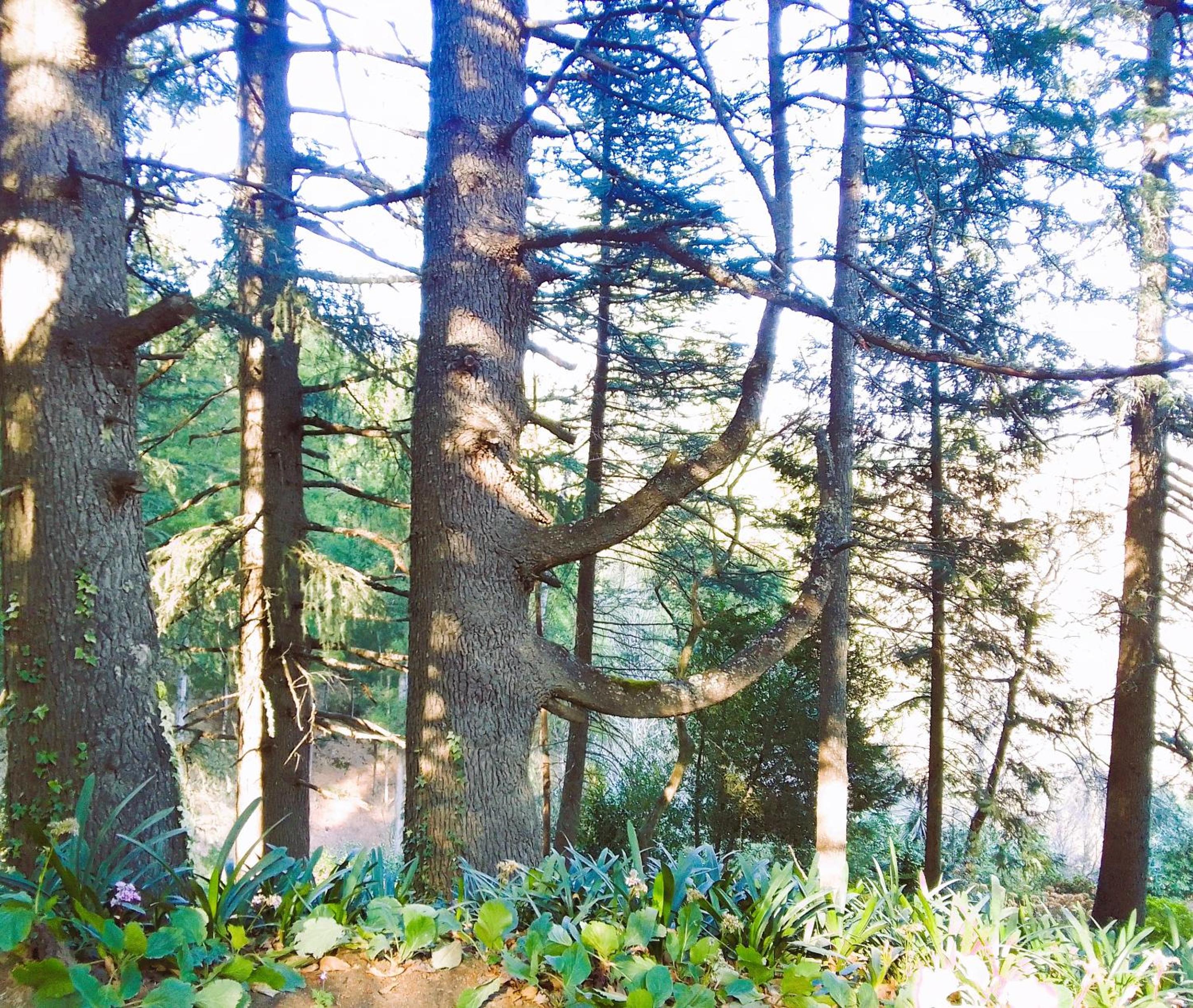 Hogsback Hidden Away