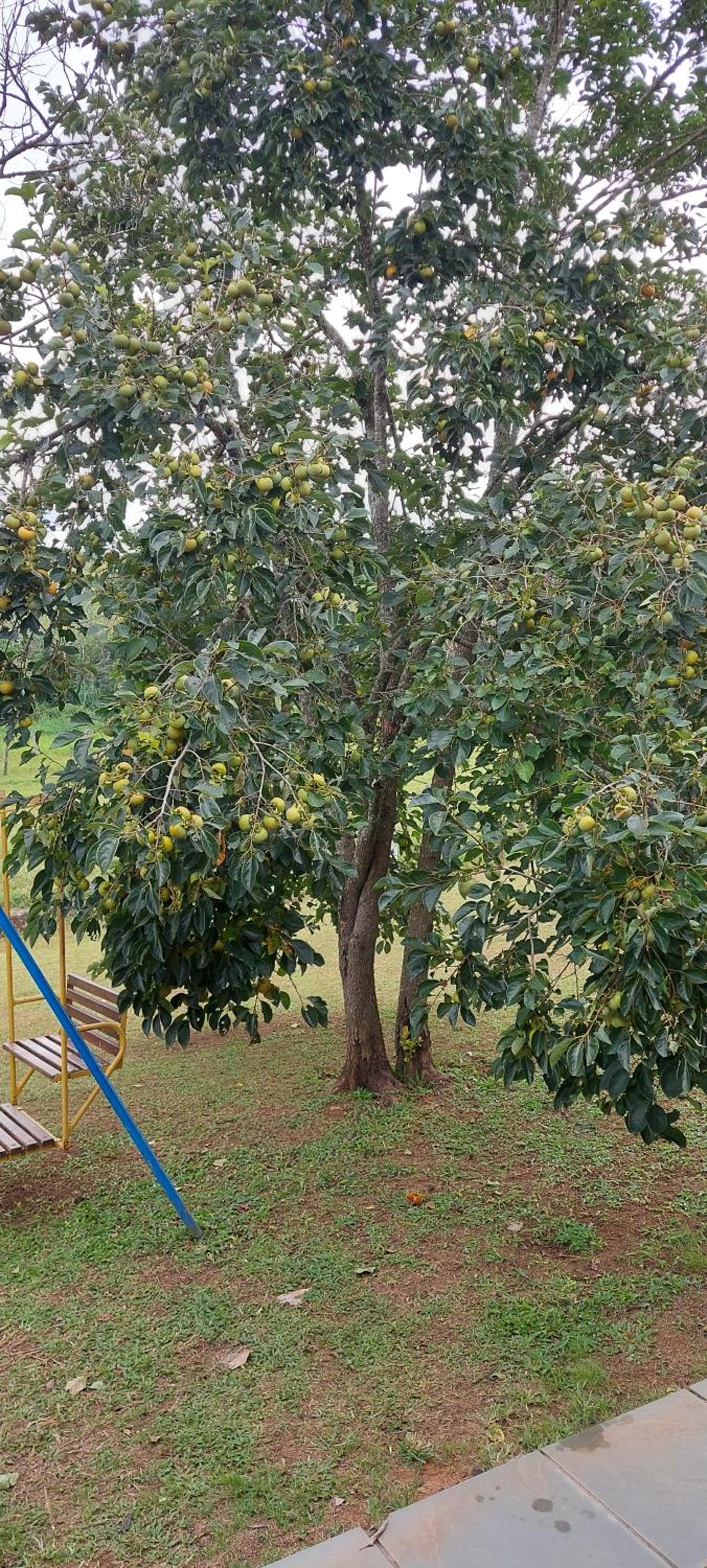 Sitio Chacara temporada Lindoia Villa Vale