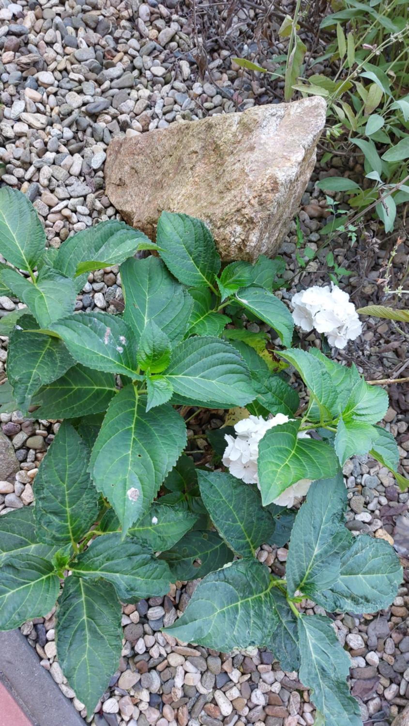 Pensiunea Romosan