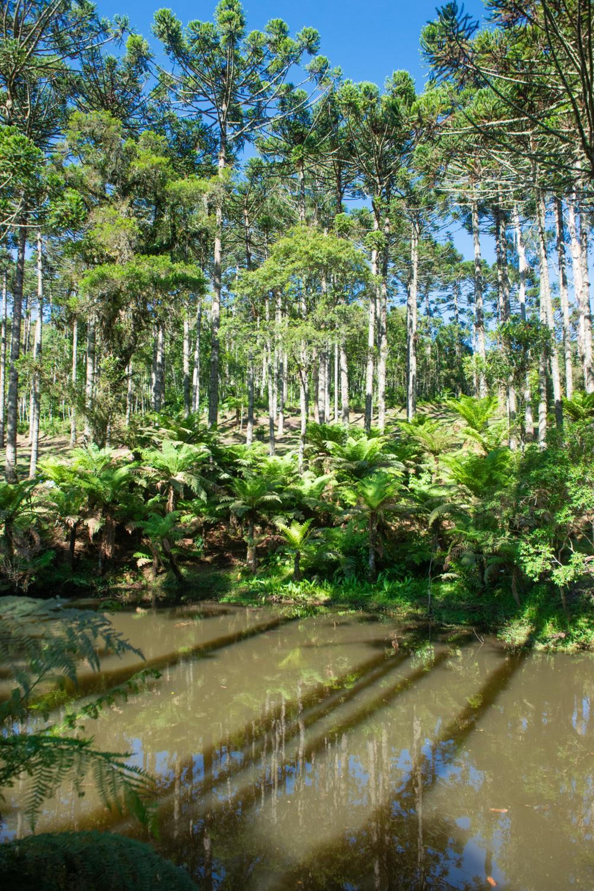 Timber Lodge Camanducaia