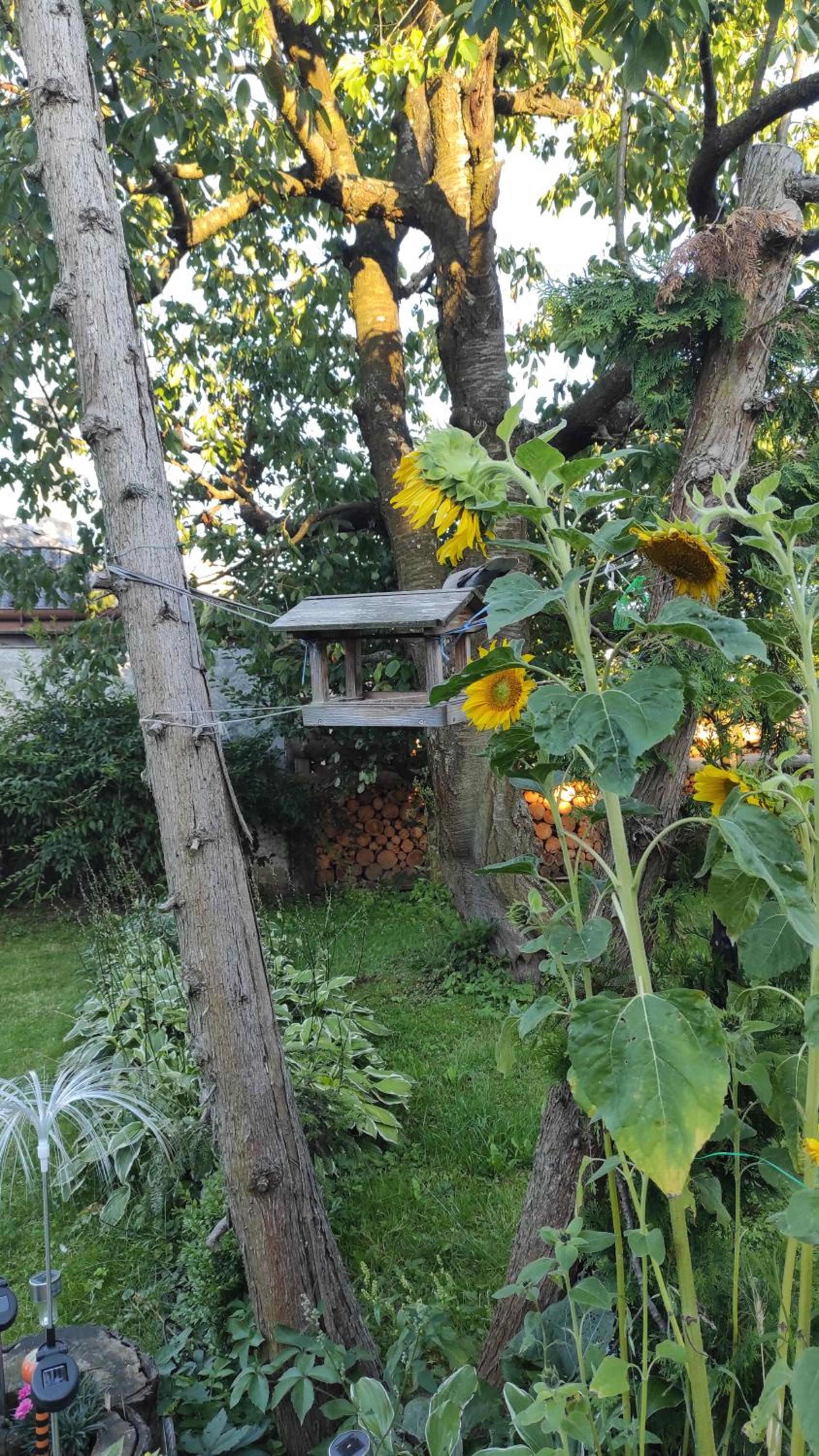 Photo 36