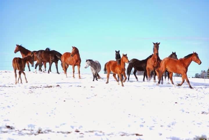 Pony Hof