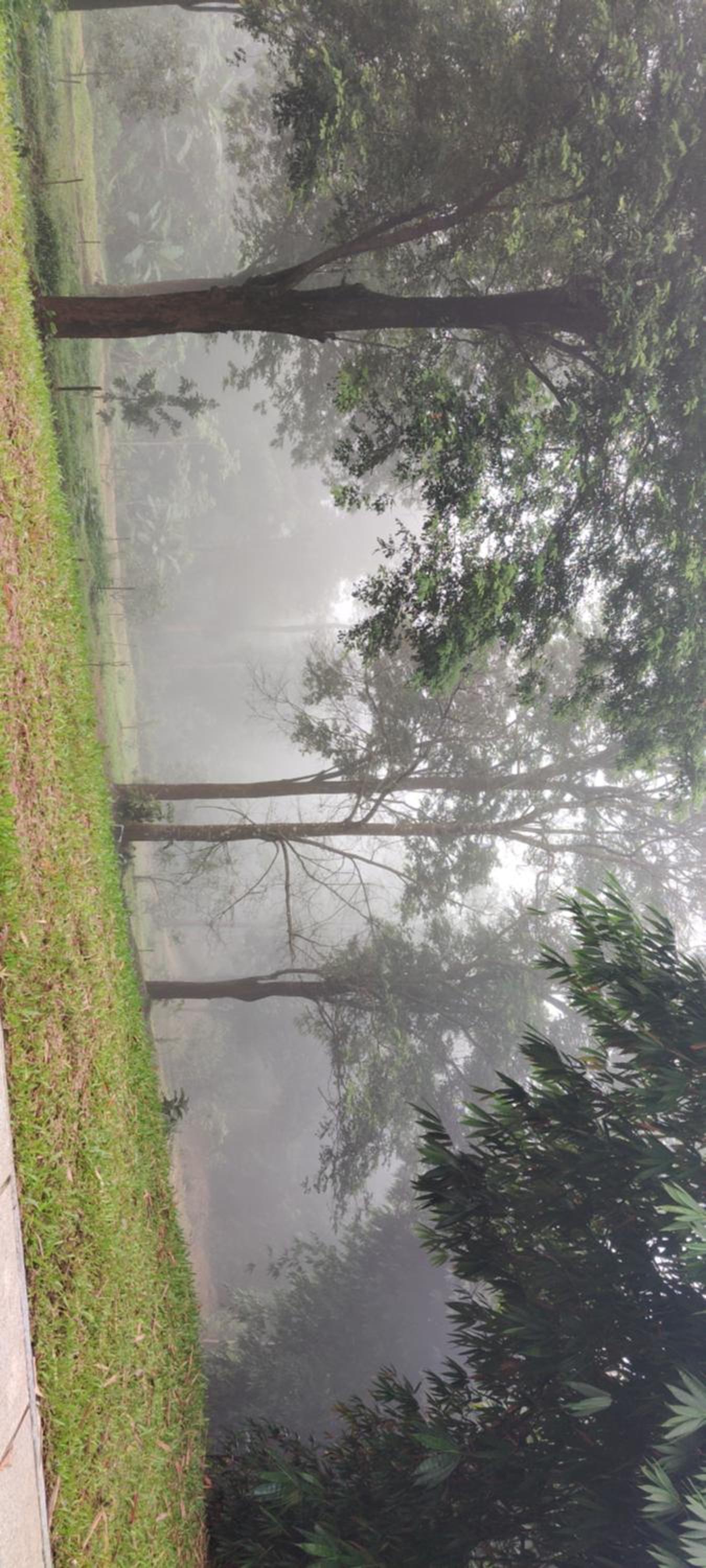 Bamboo Grove