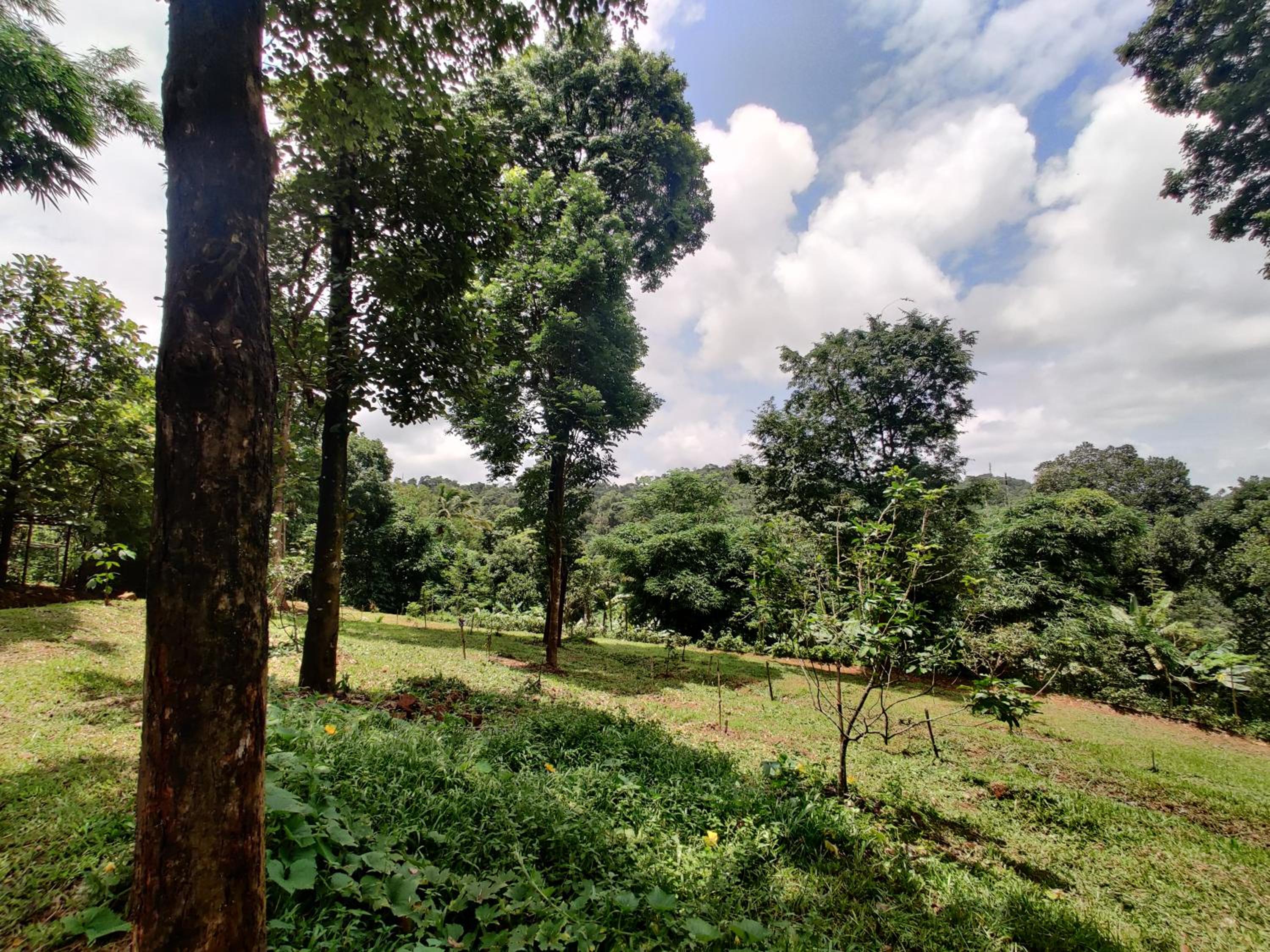 Bamboo Grove