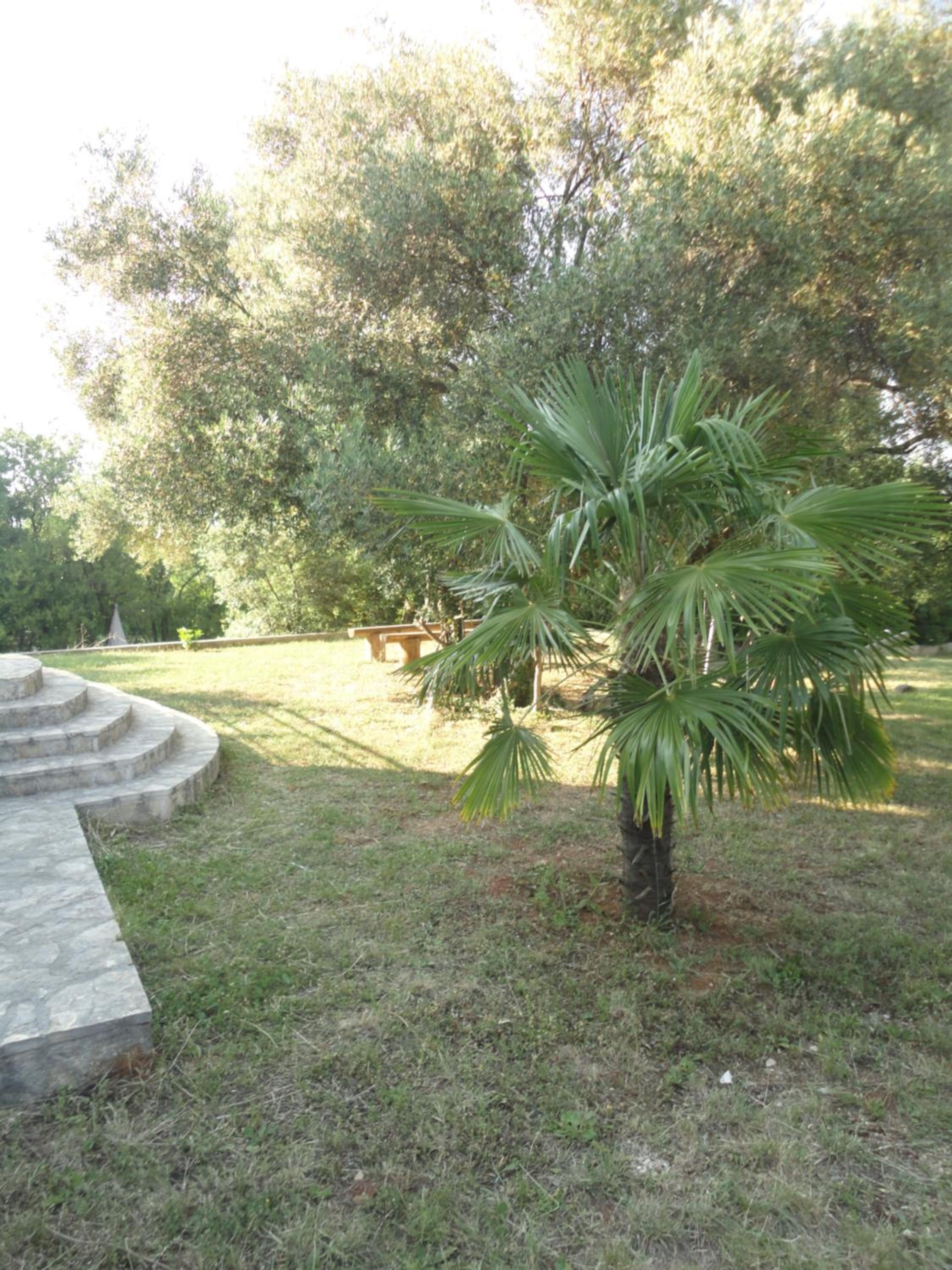 Photo 51