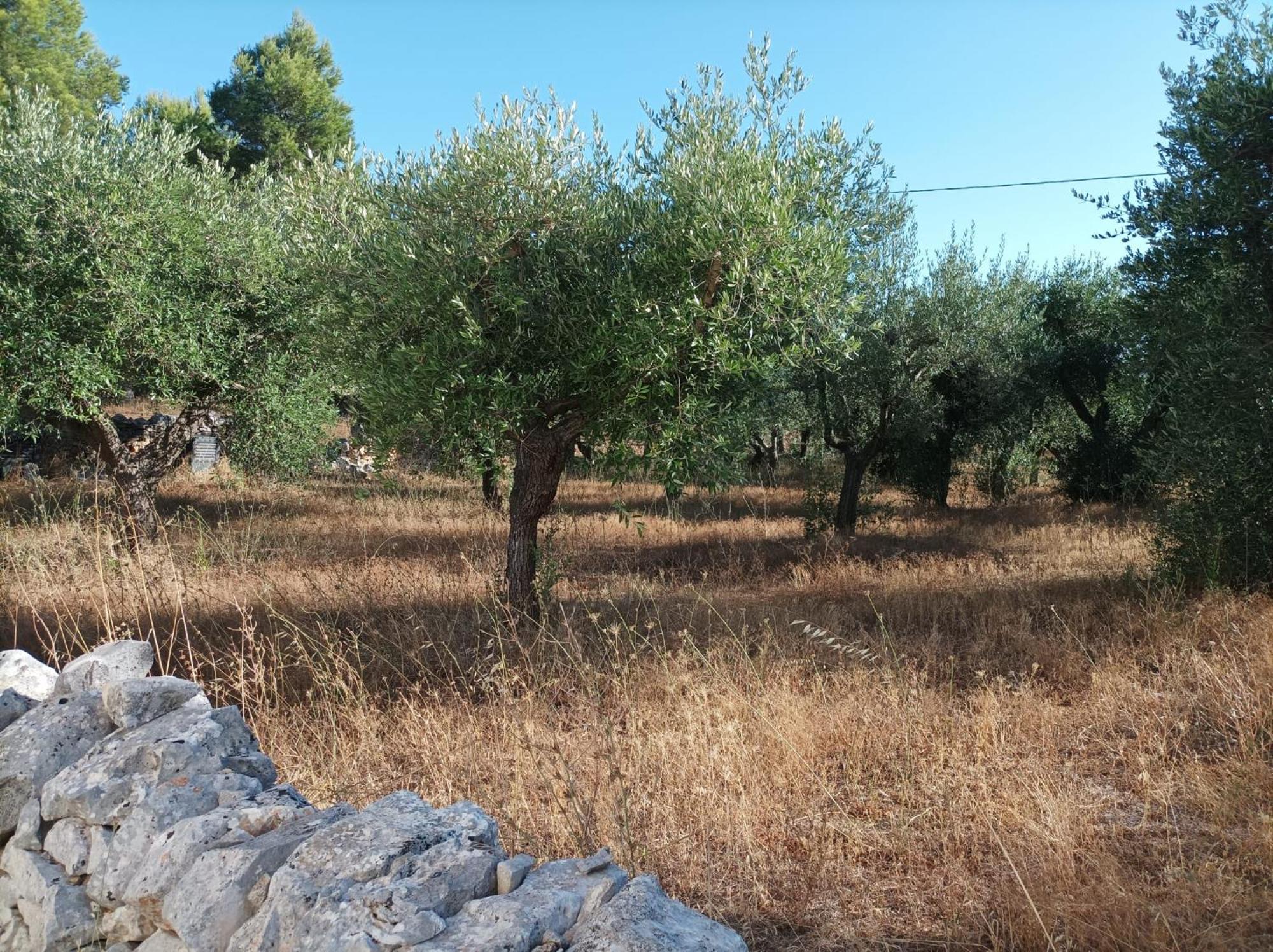 Photo 39