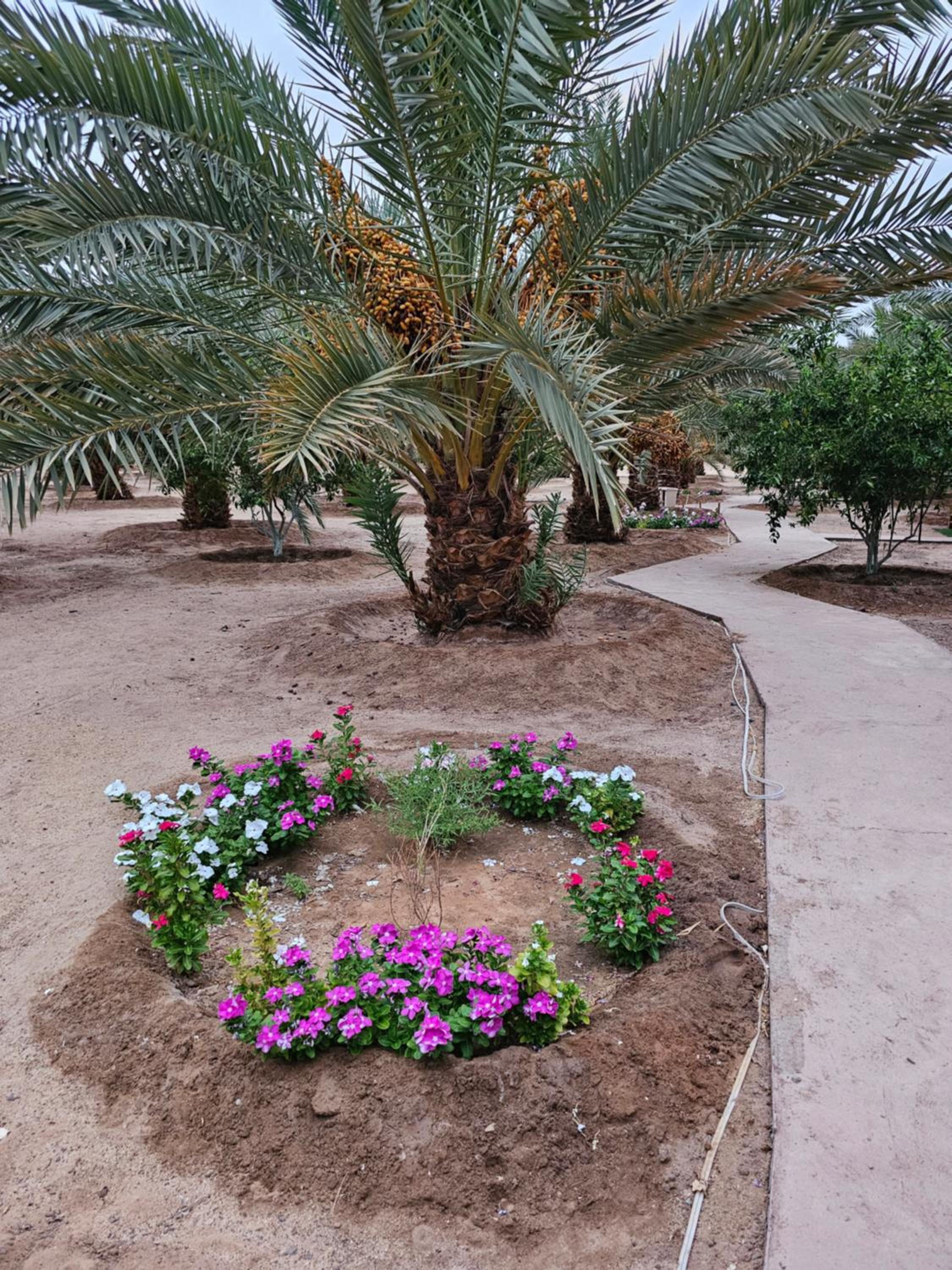 Almazham hotel room resort view 2