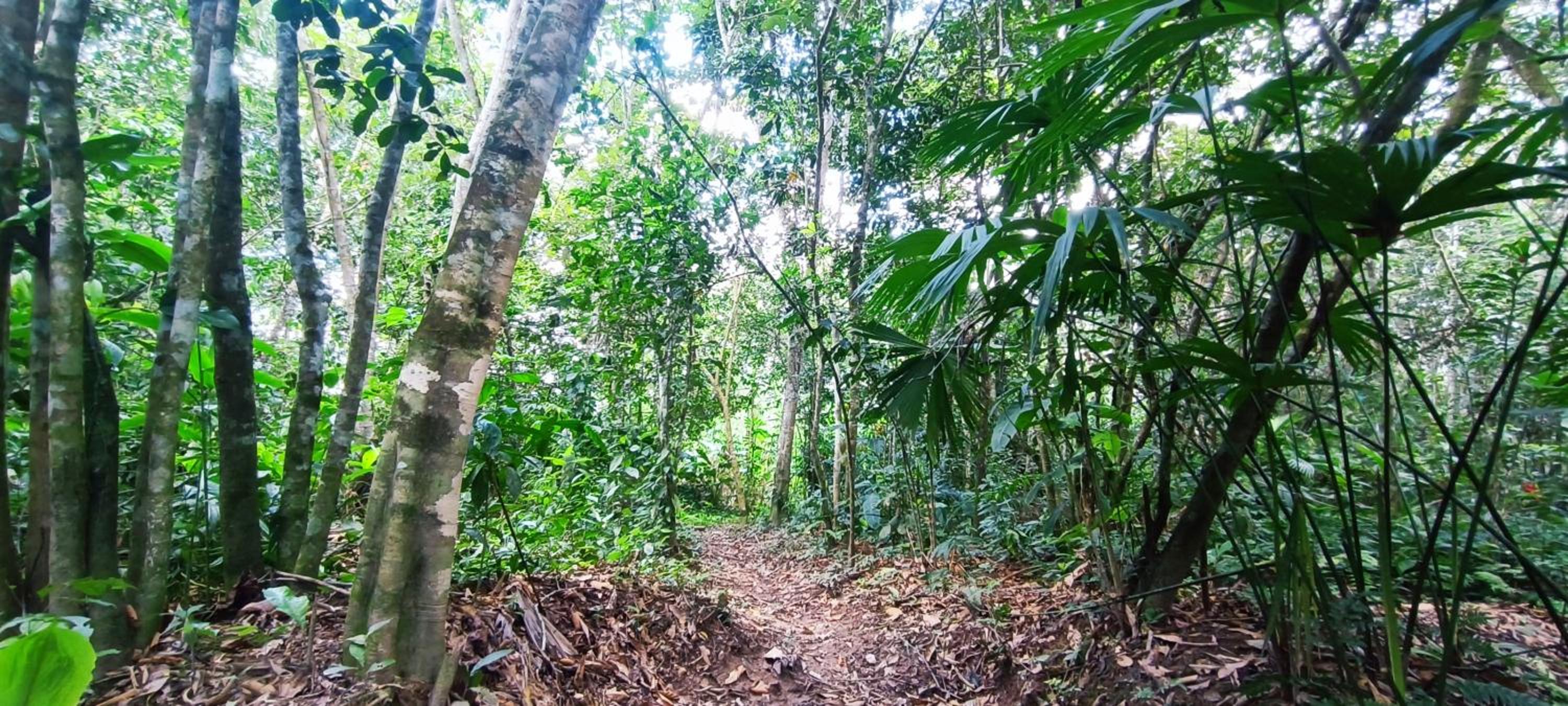 Hotel Ecologico Makalombia