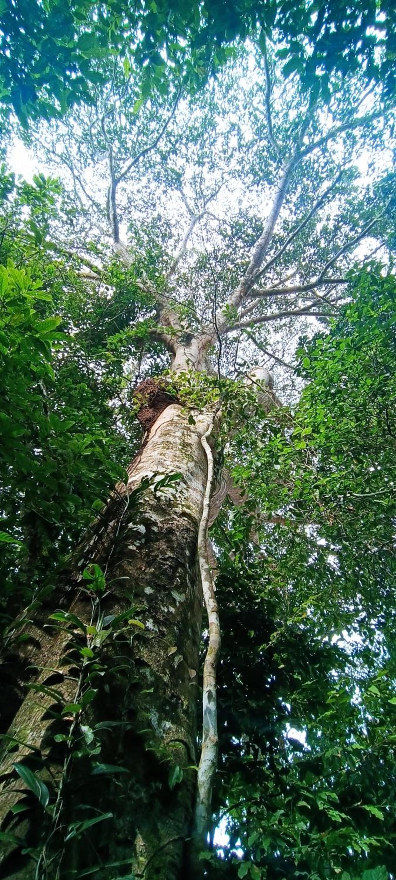 Hotel Ecologico Makalombia
