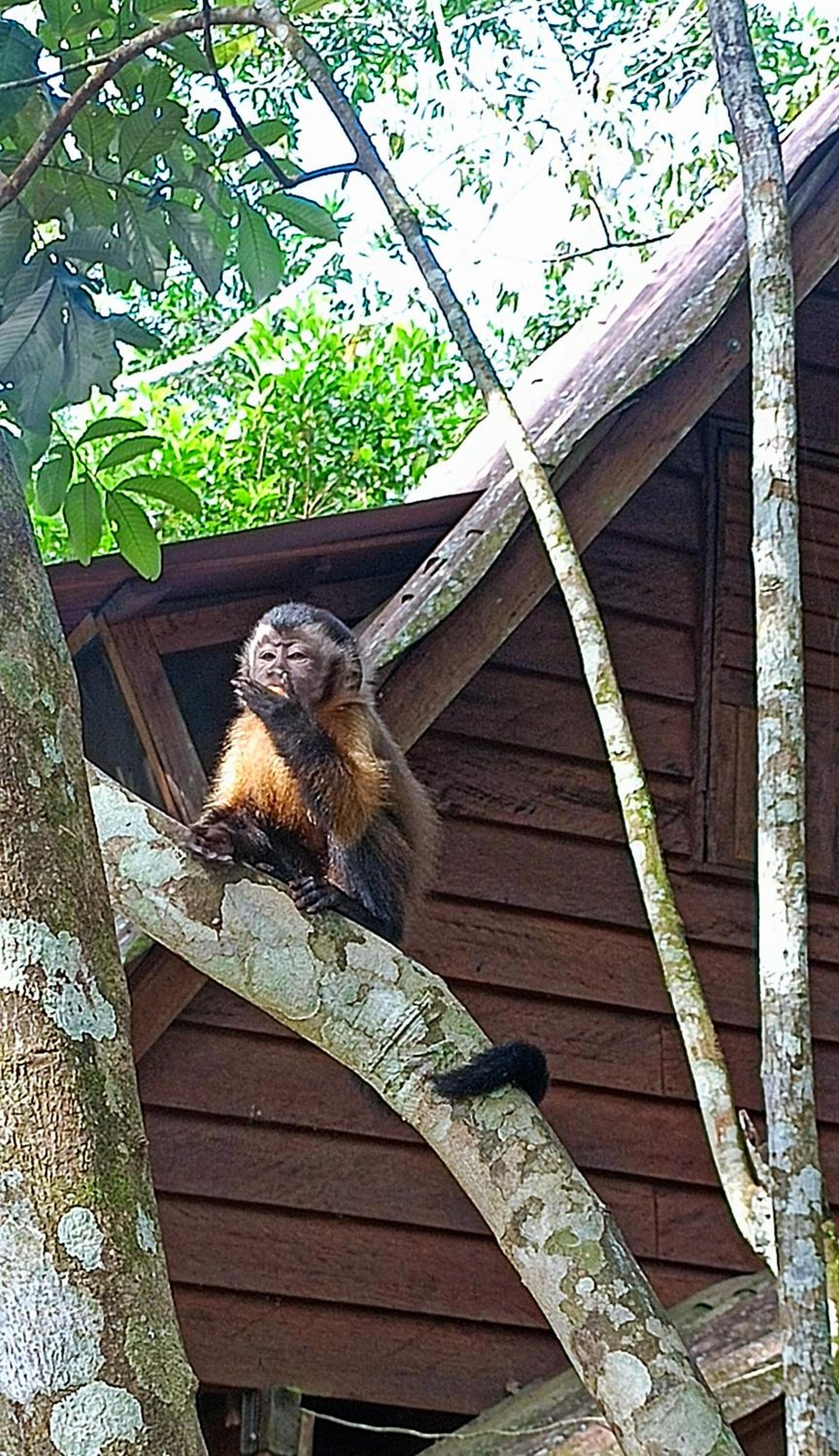 Hotel Ecologico Makalombia