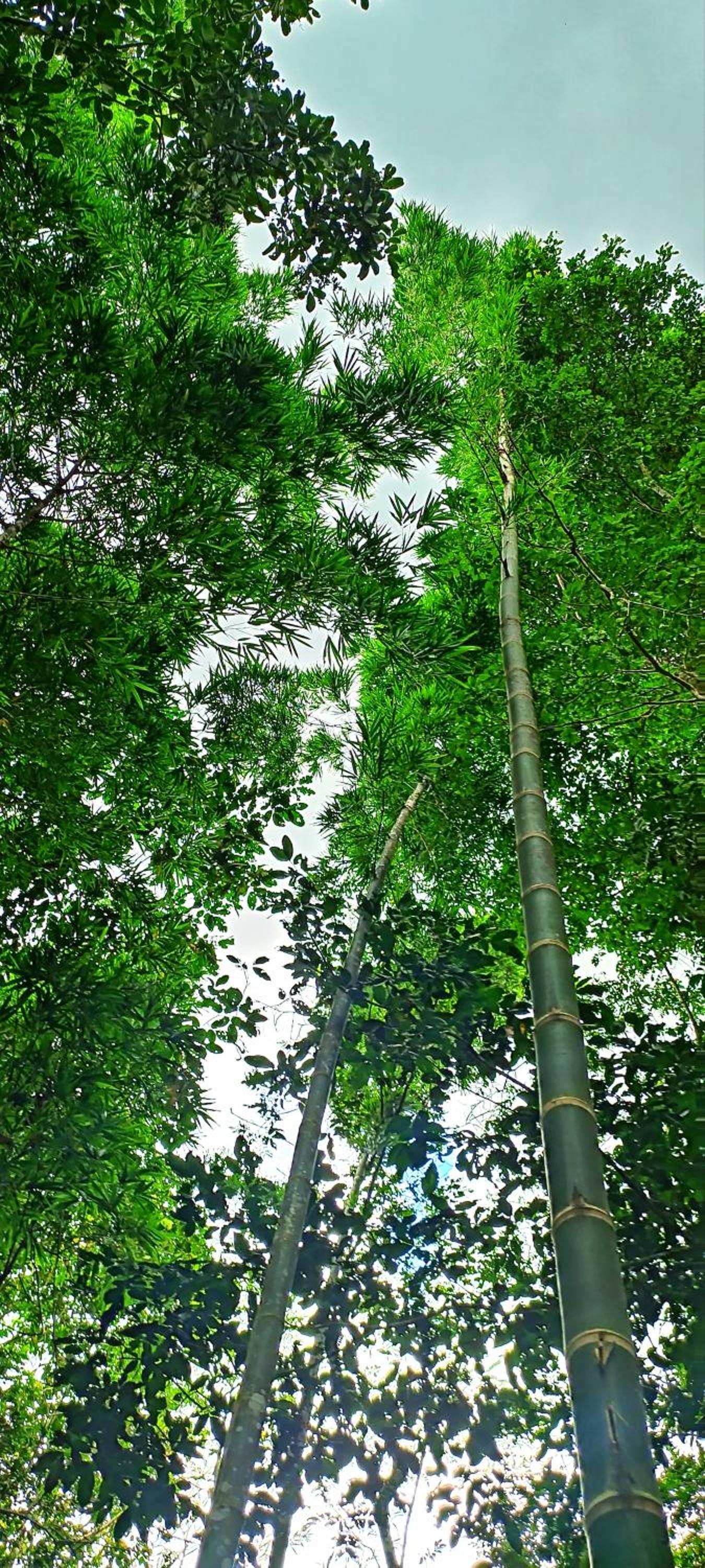 Hotel Ecologico Makalombia