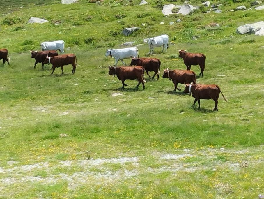Apto silencioso vistas a natura