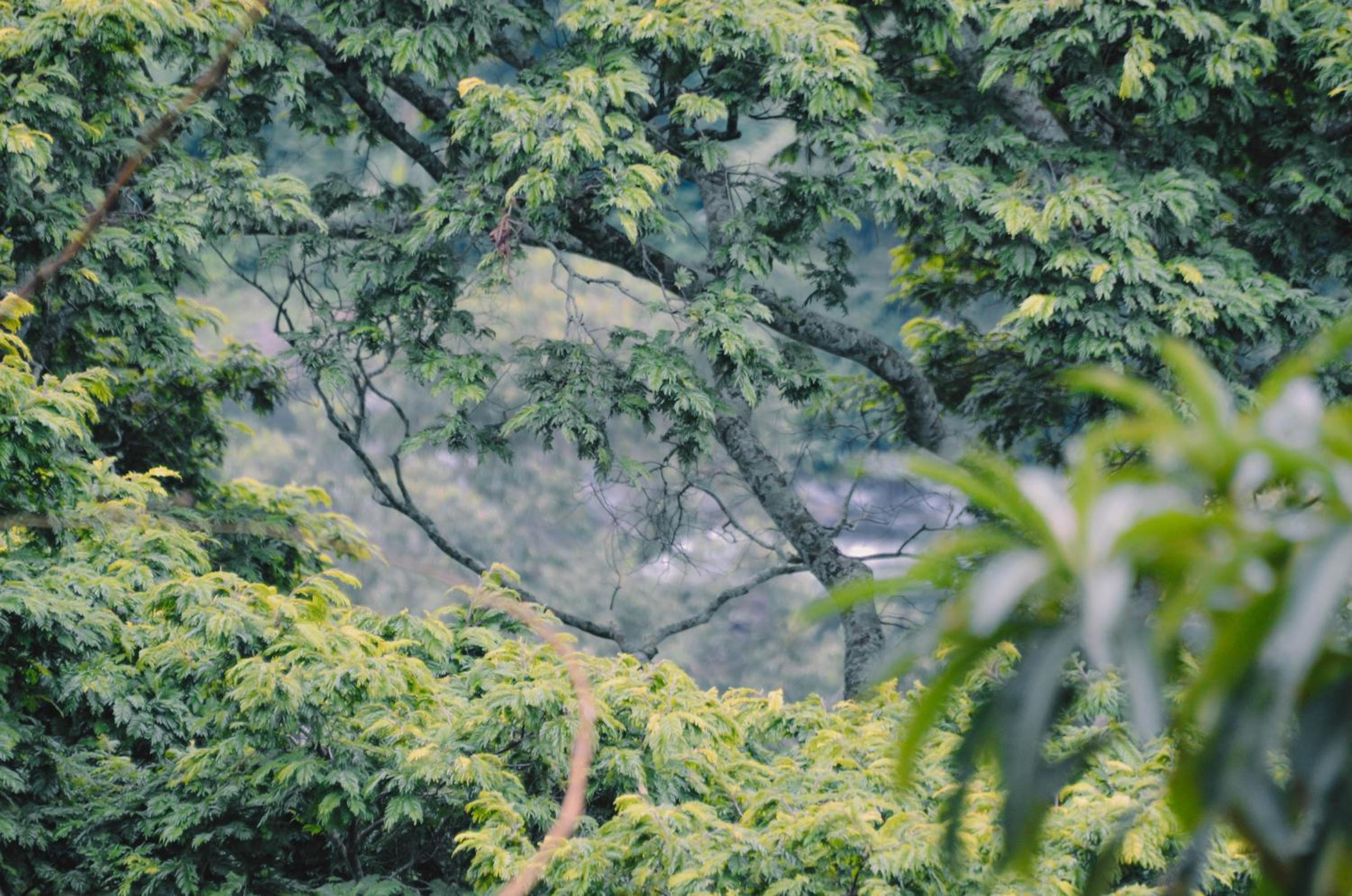 Kaliwa Lodge