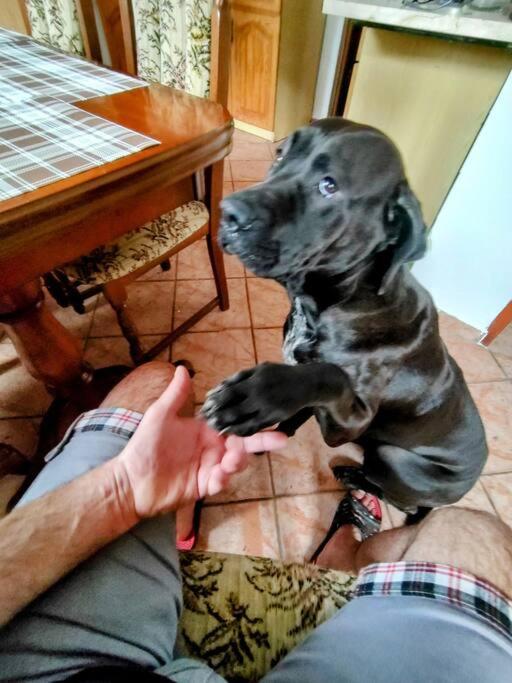 human