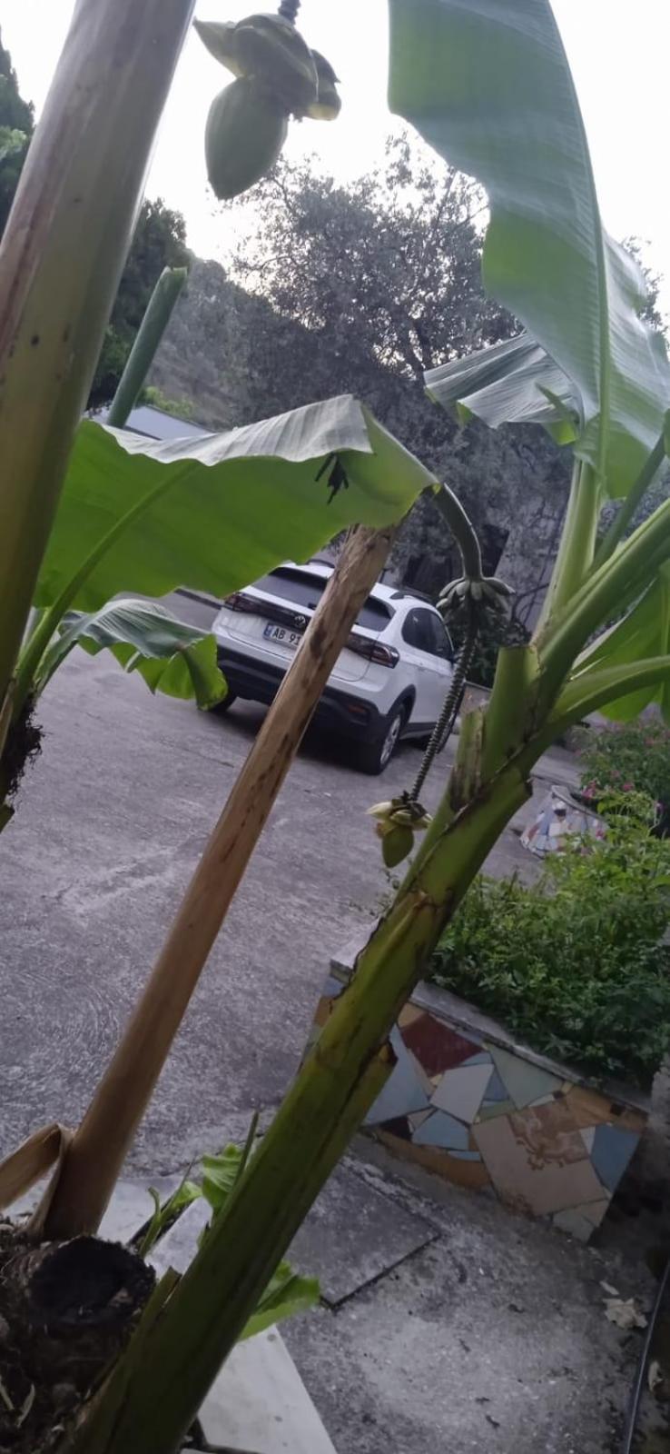 Green Oasis Holiday Home Vlore