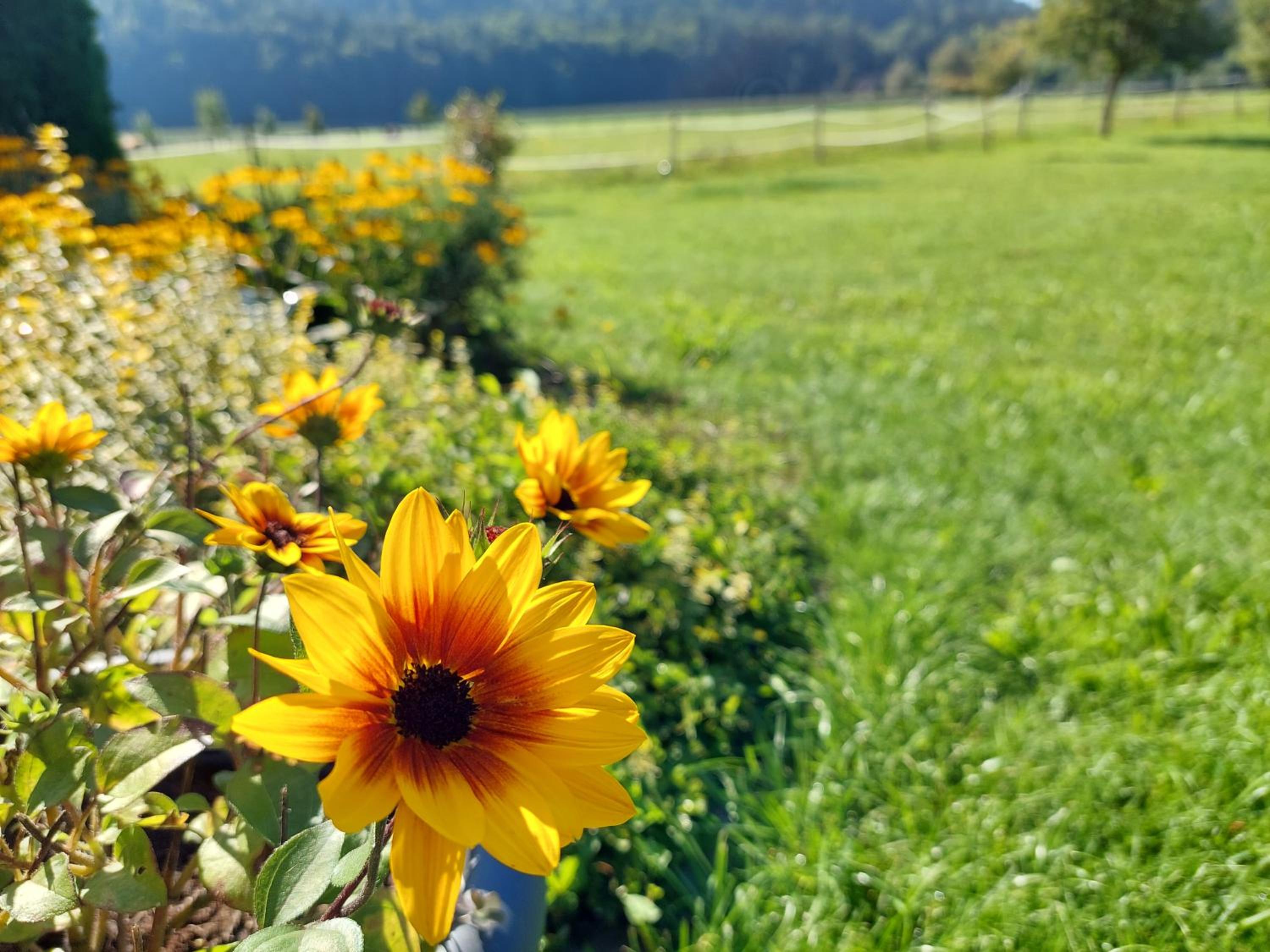 Die Sonnenblume