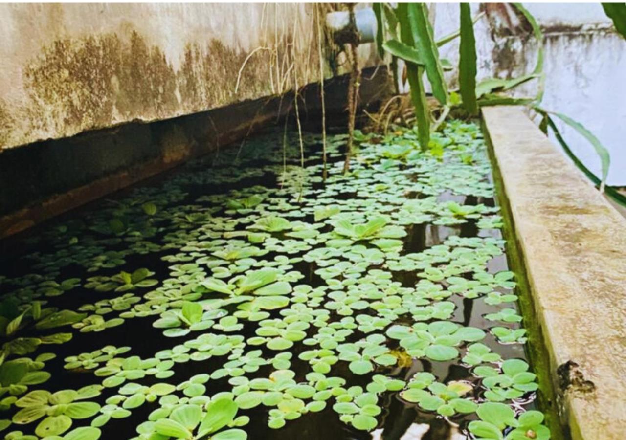Nilwala River Corner Villa view 5