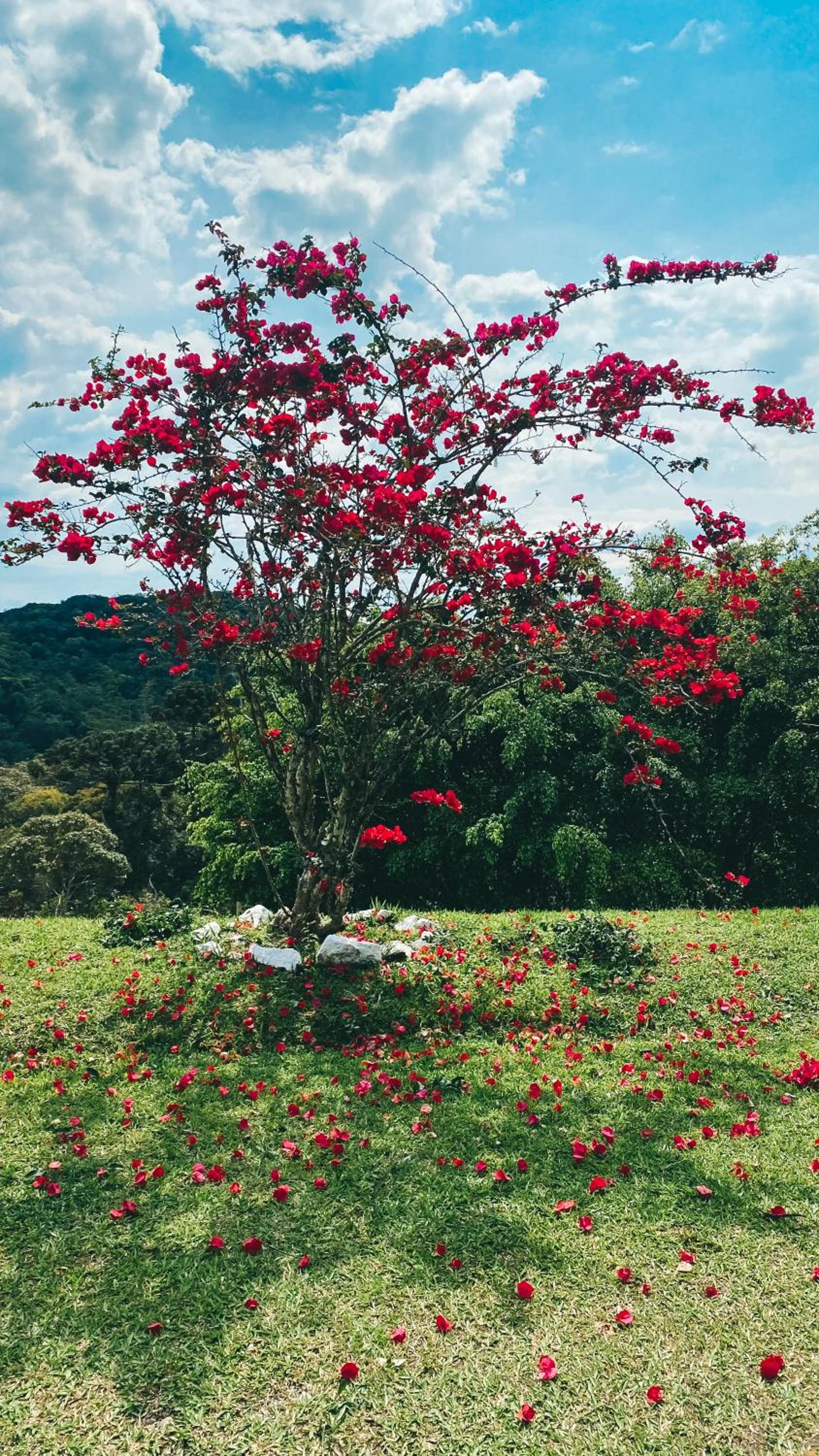 Chale Hortensia