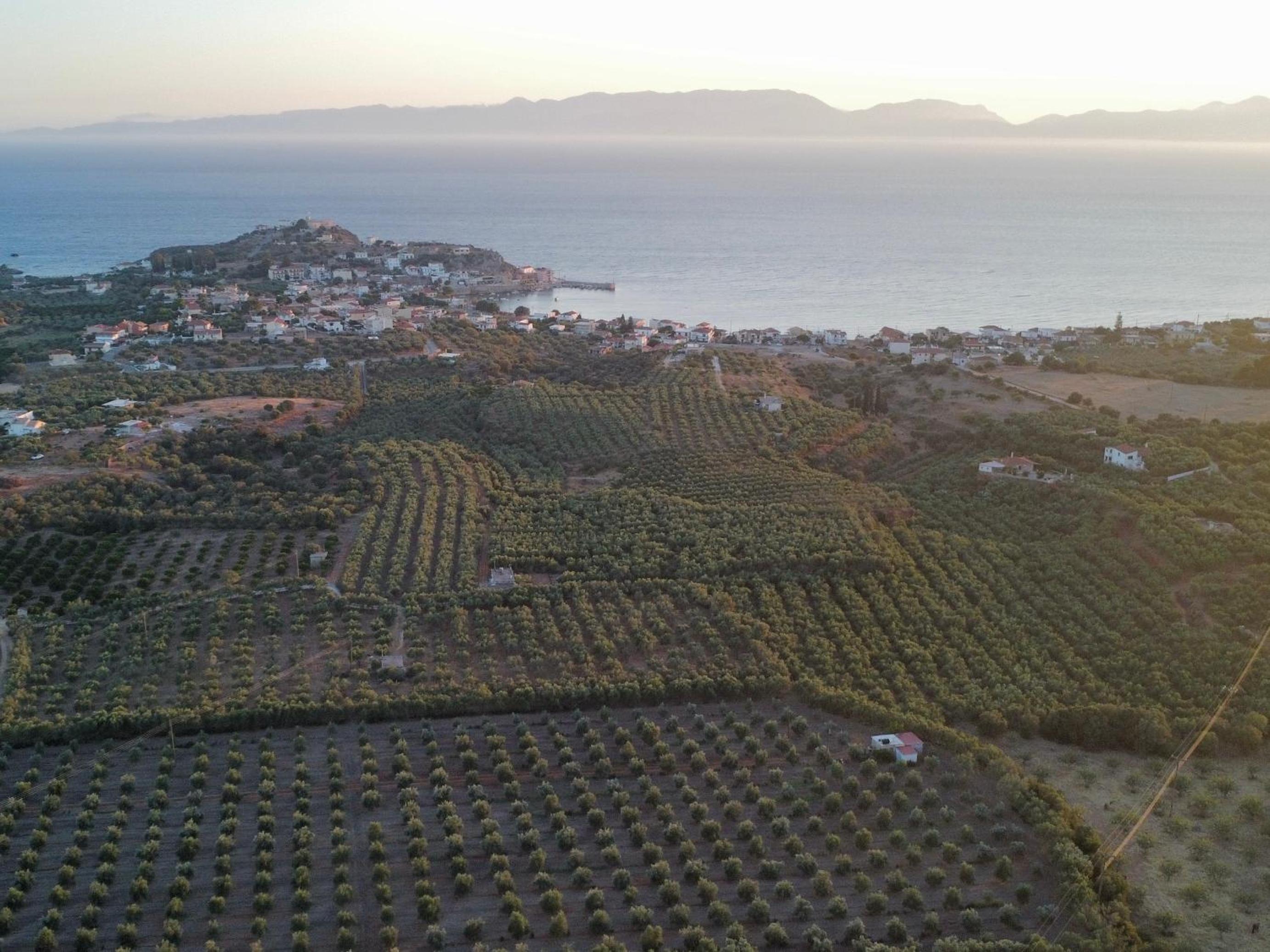 Olive tree cottage view 5