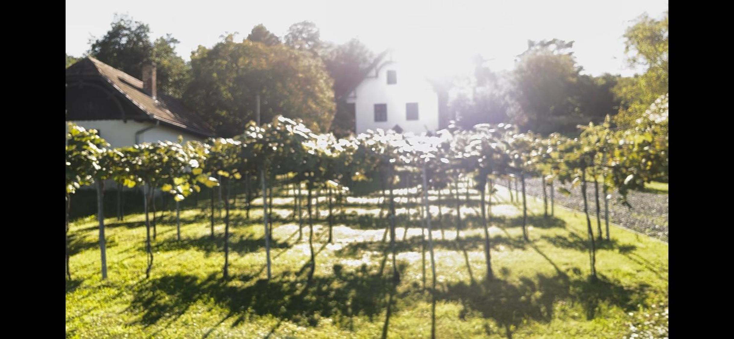 Pension Buch, Bed and Breakfast