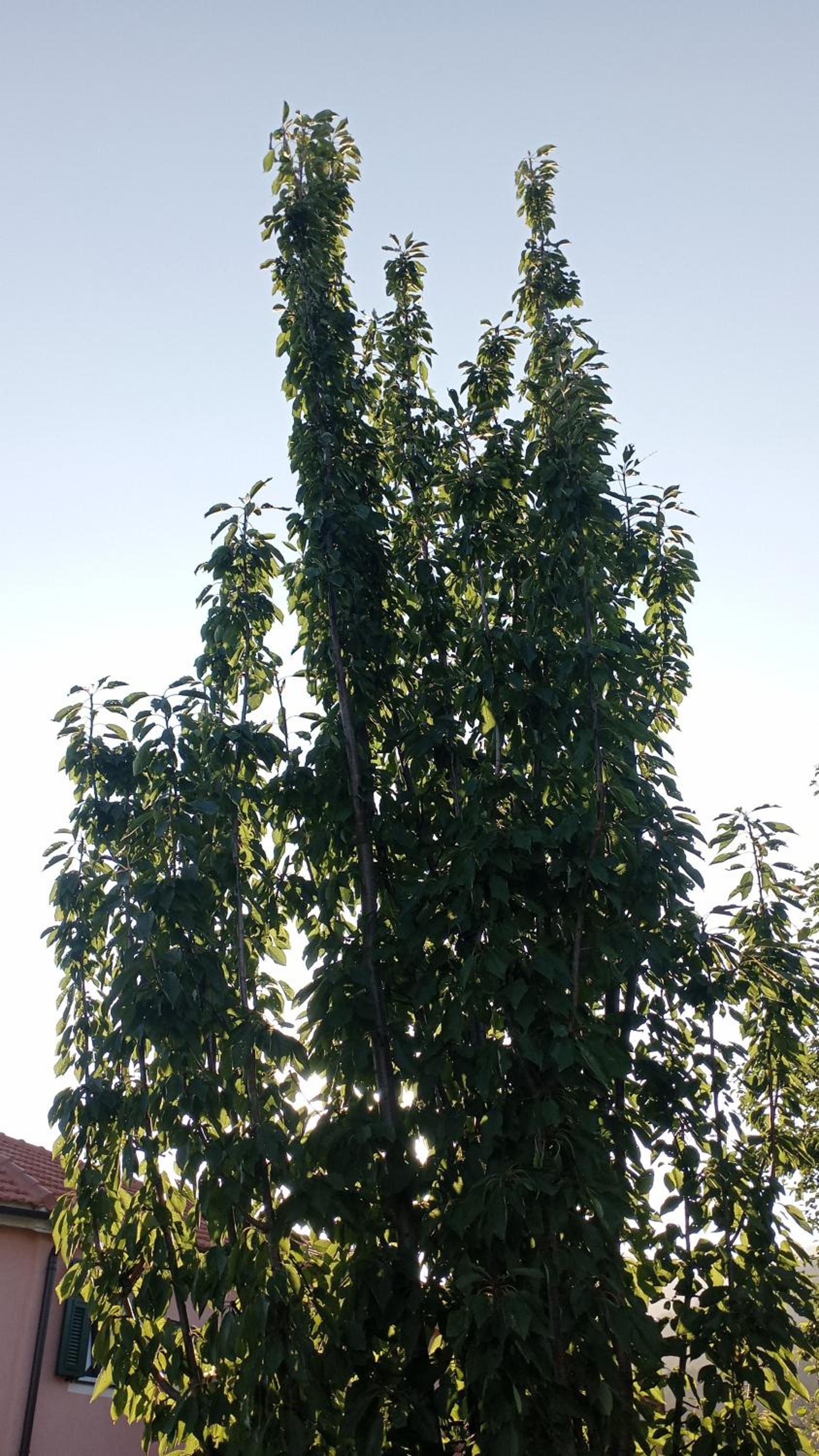 Photo 31