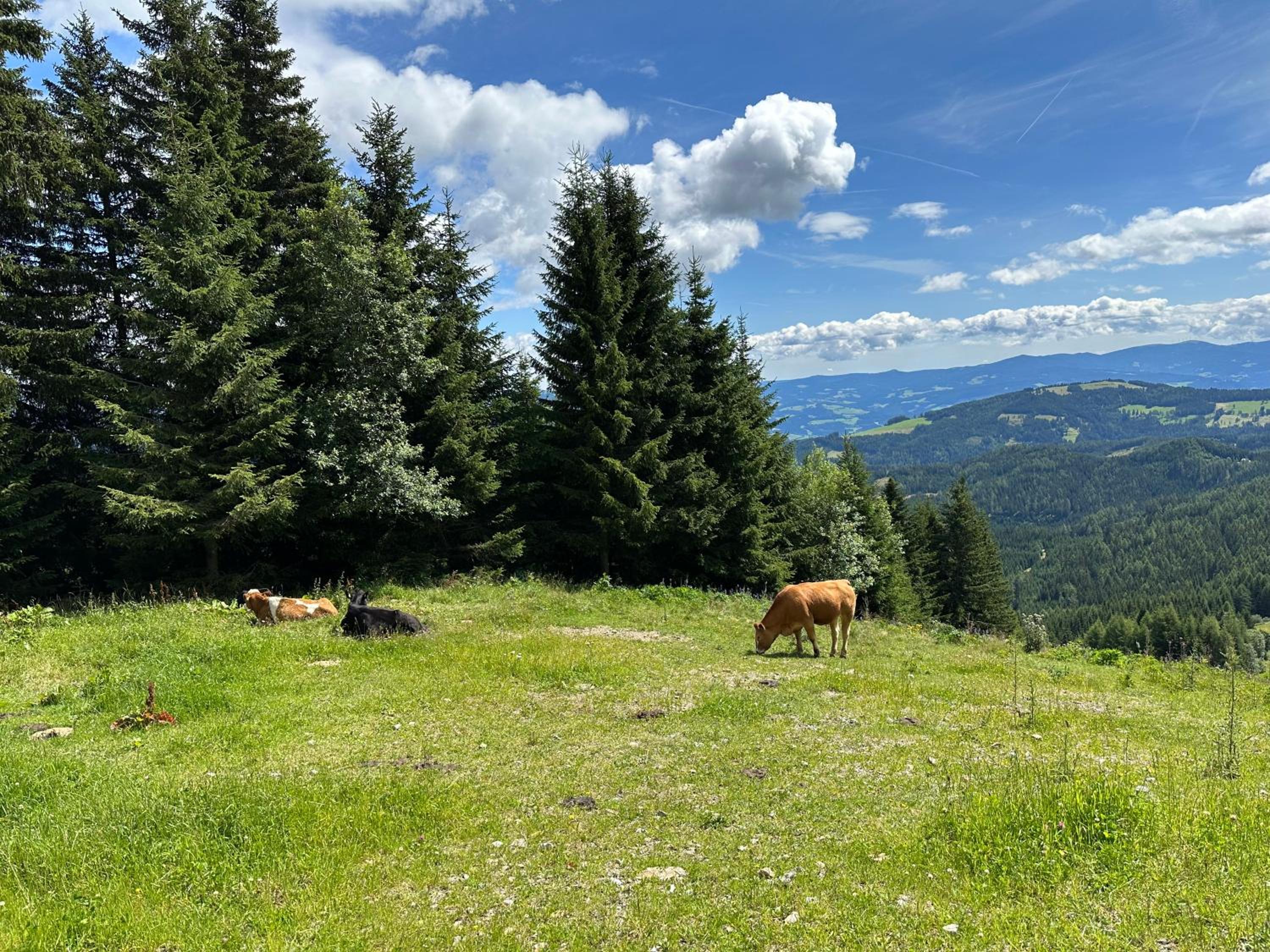 Berglisl - direkt an der Schipiste! Neue Ferienwohnung mit Sauna