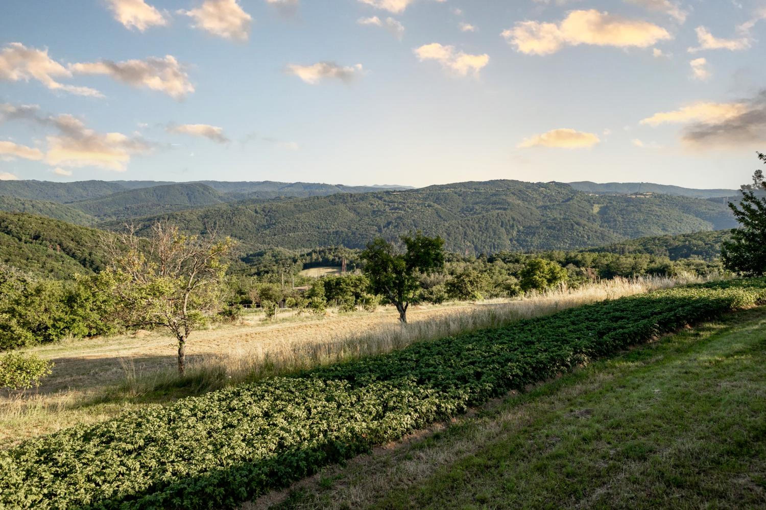 Sunny Hill