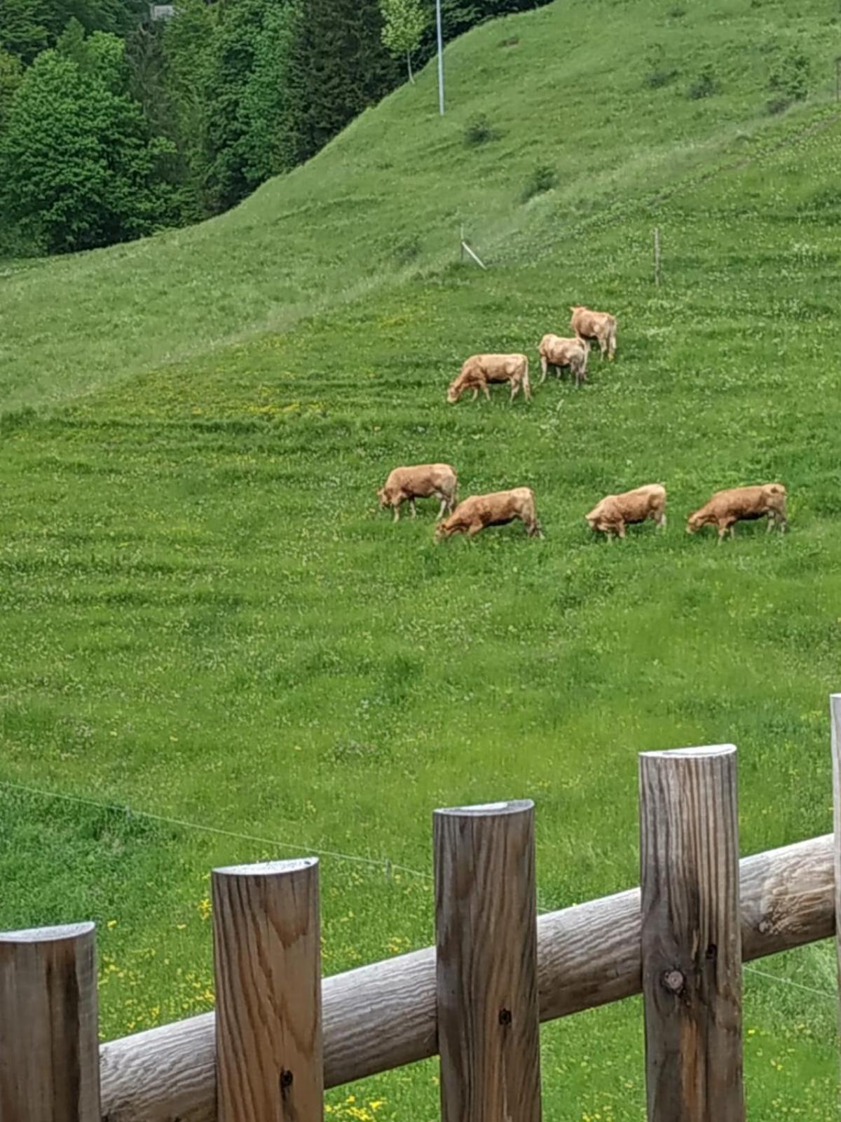 Albergo Diffuso Sauris in Sauris di Sotto