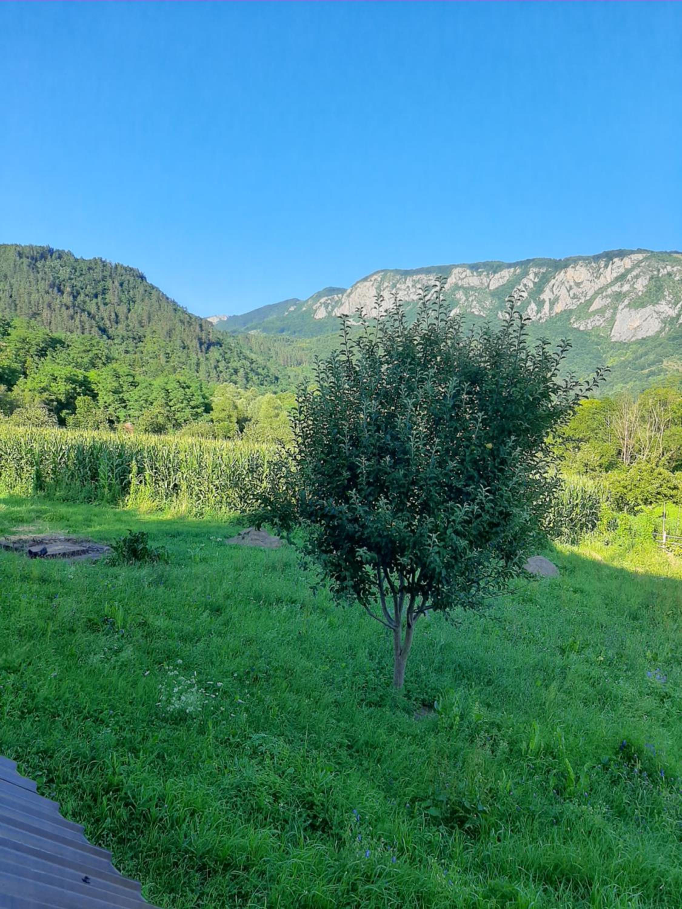 Pensiunea codru