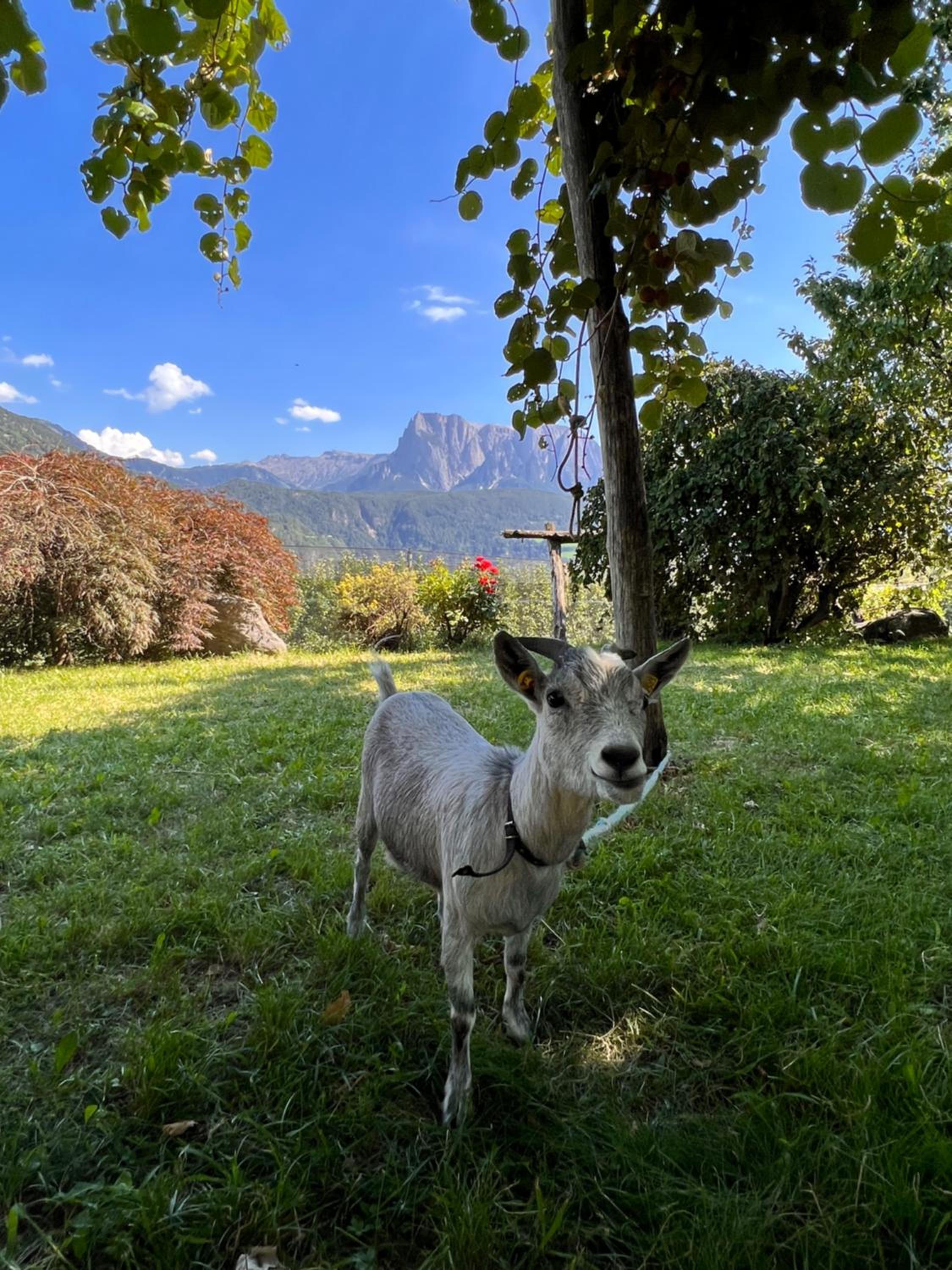 Gasserhof view 2