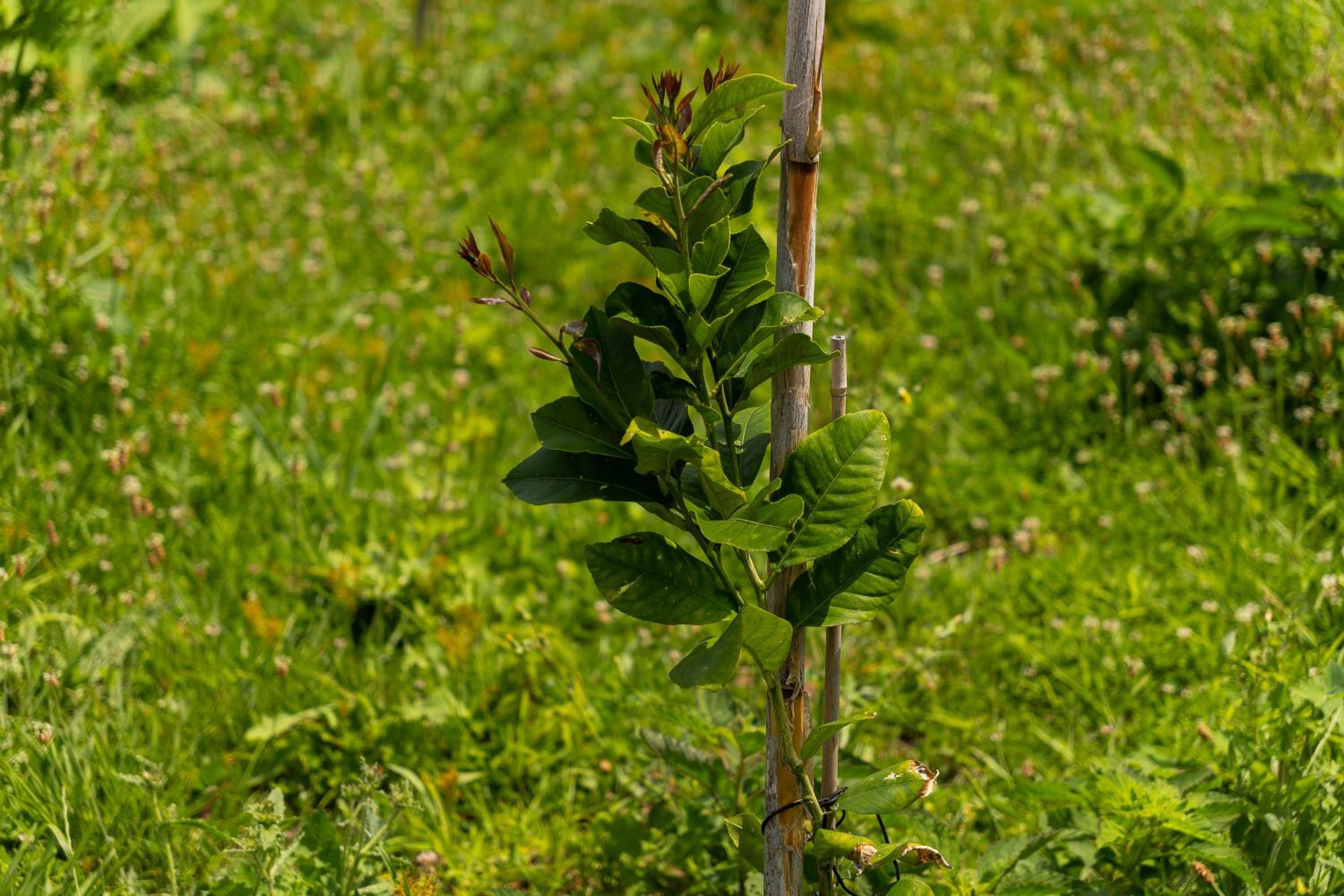 Photo 42