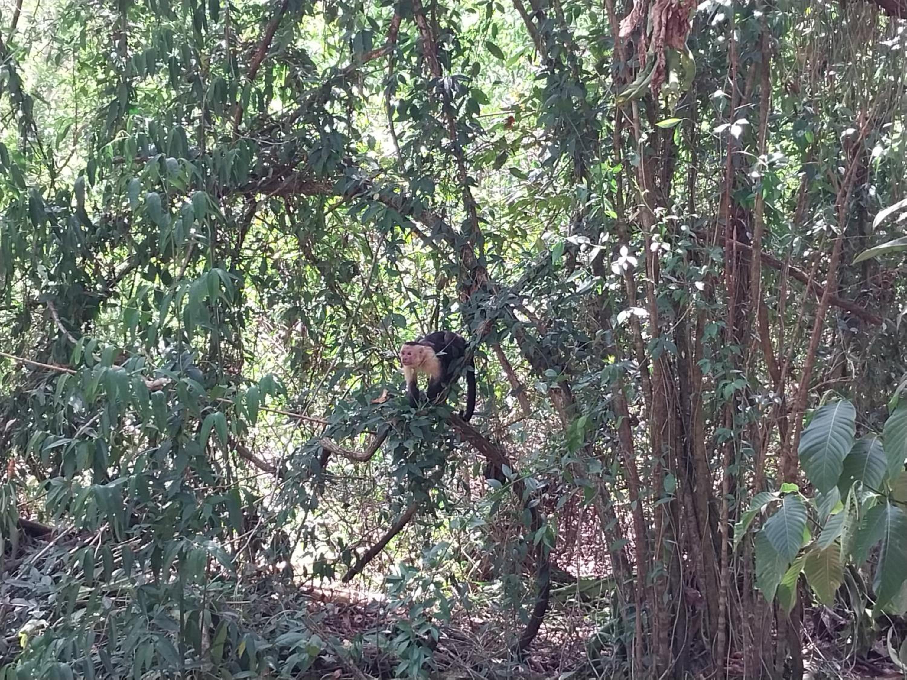 Happy Monkeys