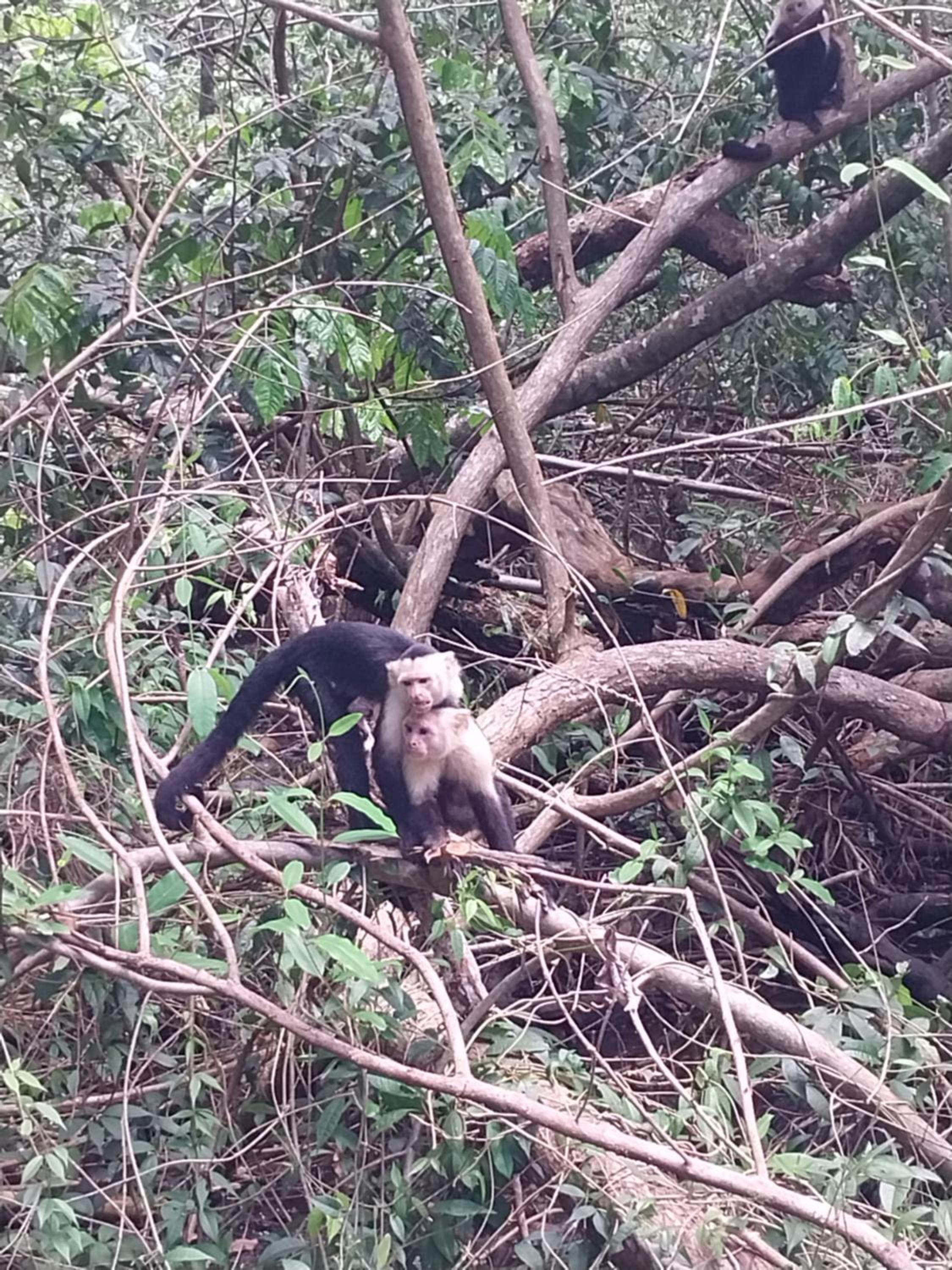 Happy Monkeys