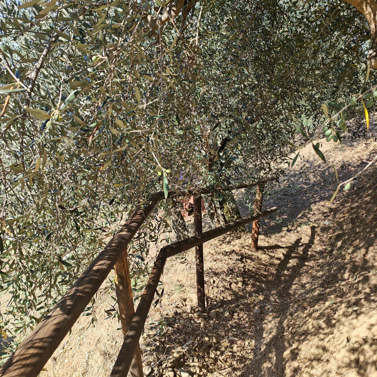 Massaciuccoli Romana