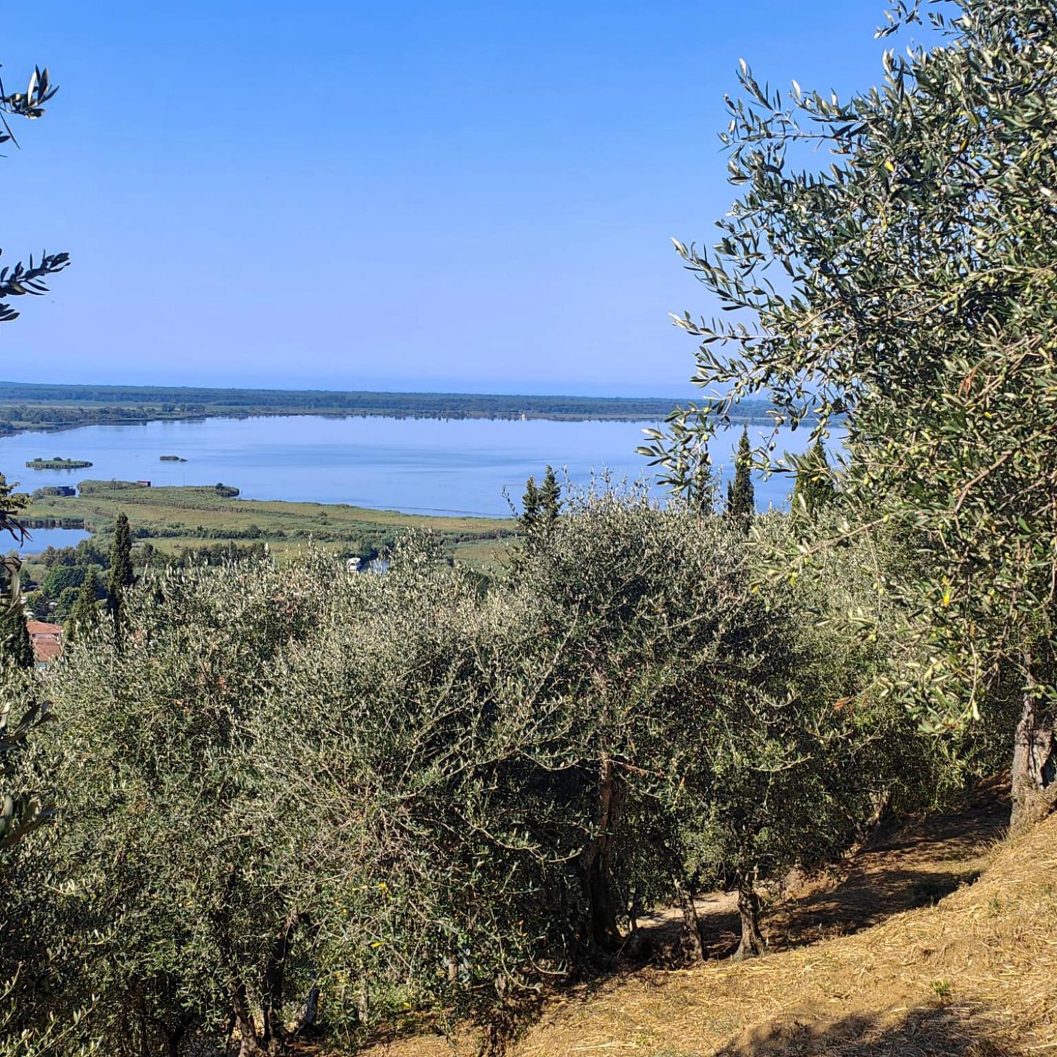 Massaciuccoli Romana