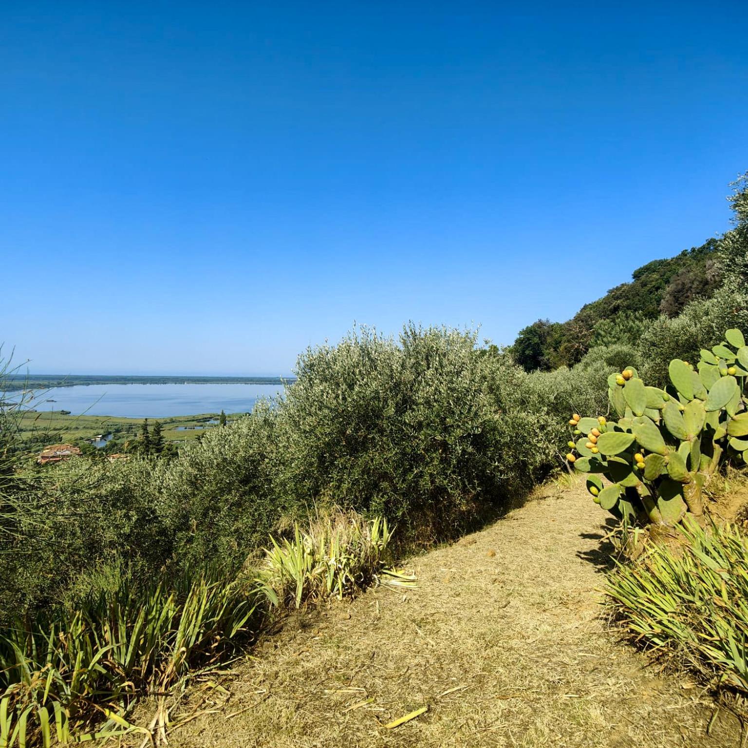 Massaciuccoli Romana