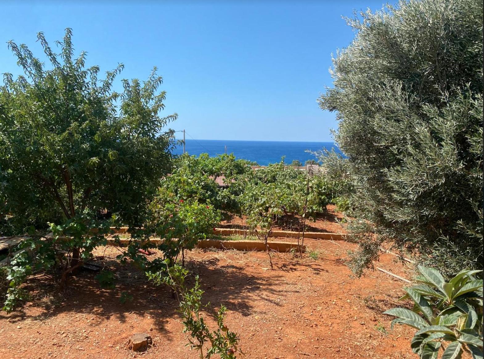 Vine Veranda