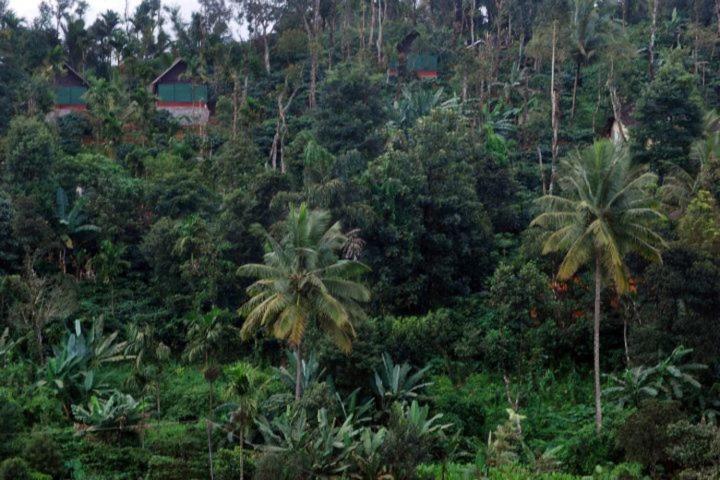 Grassroots Wayanad, Valley-view Tents