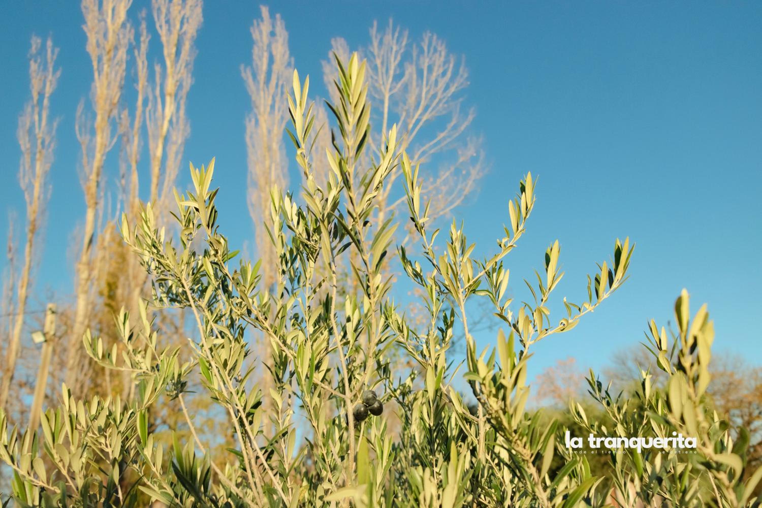 Finca La Tranquerita