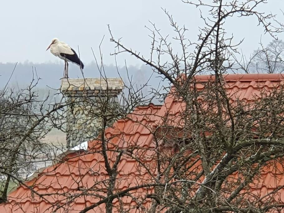 Ducka Wola 10 - Cichy Zakątek, sielanka na wsi