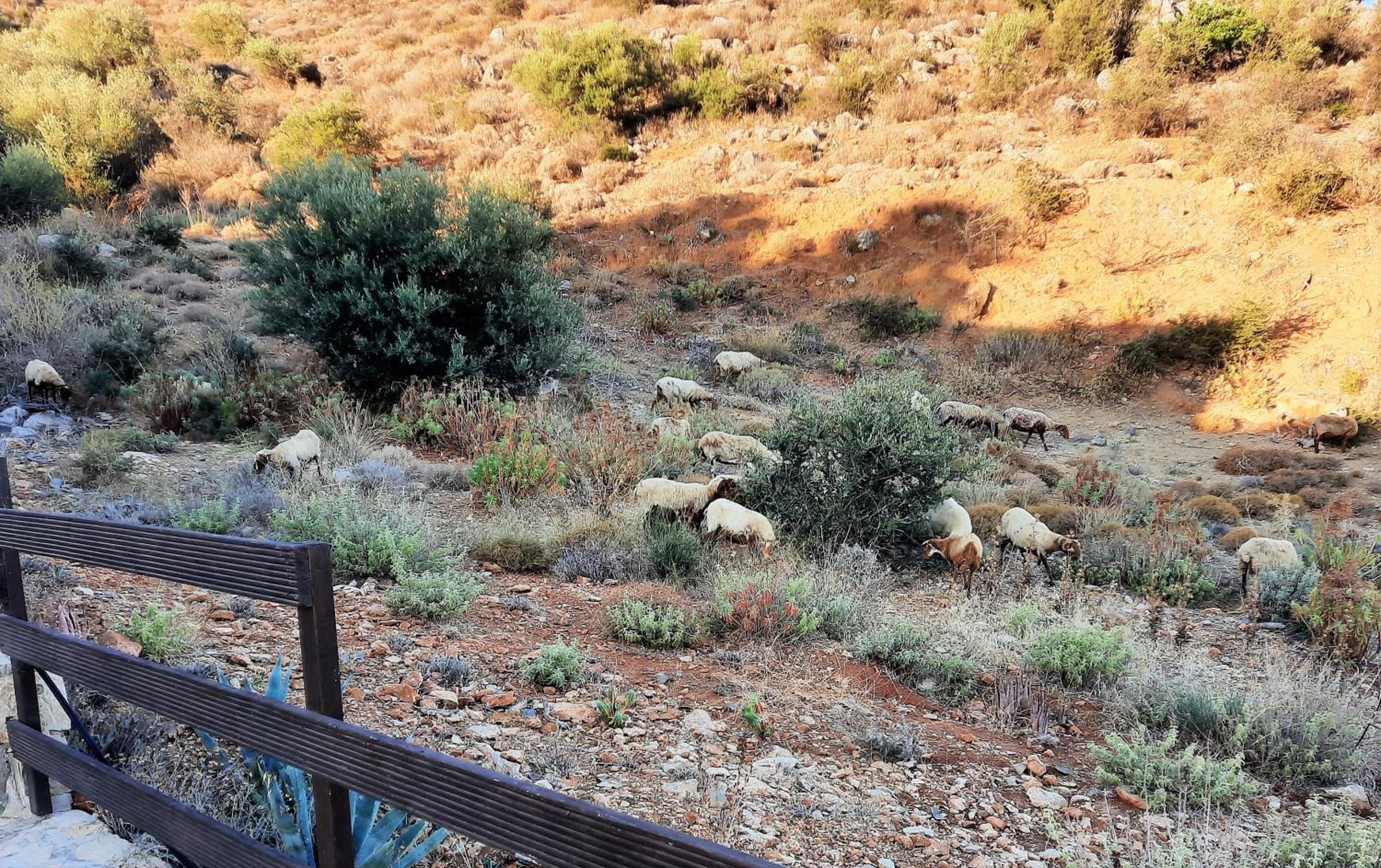 Studios Psiloritis